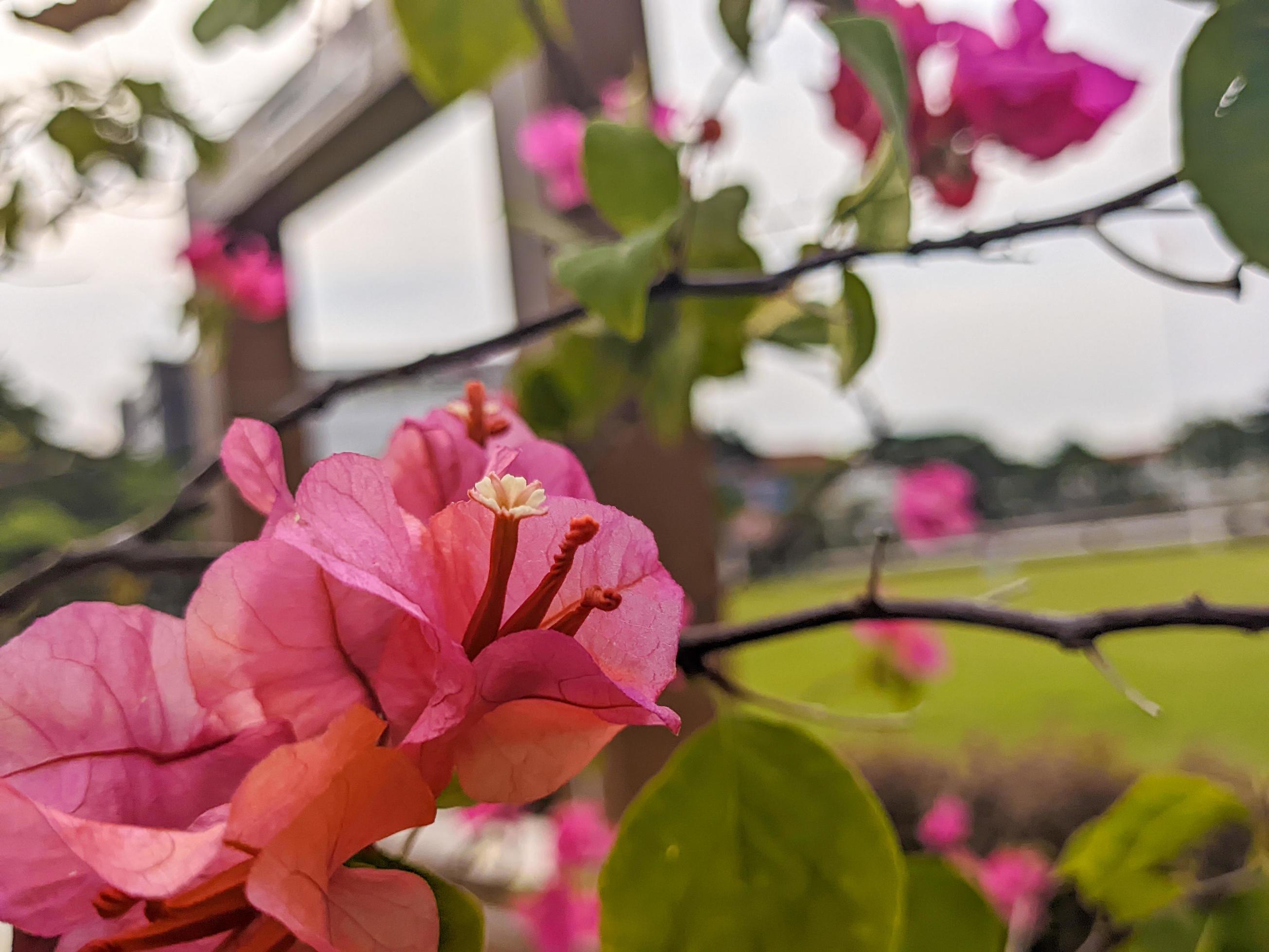 A close up of Bougainvillea glabra flower Stock Free