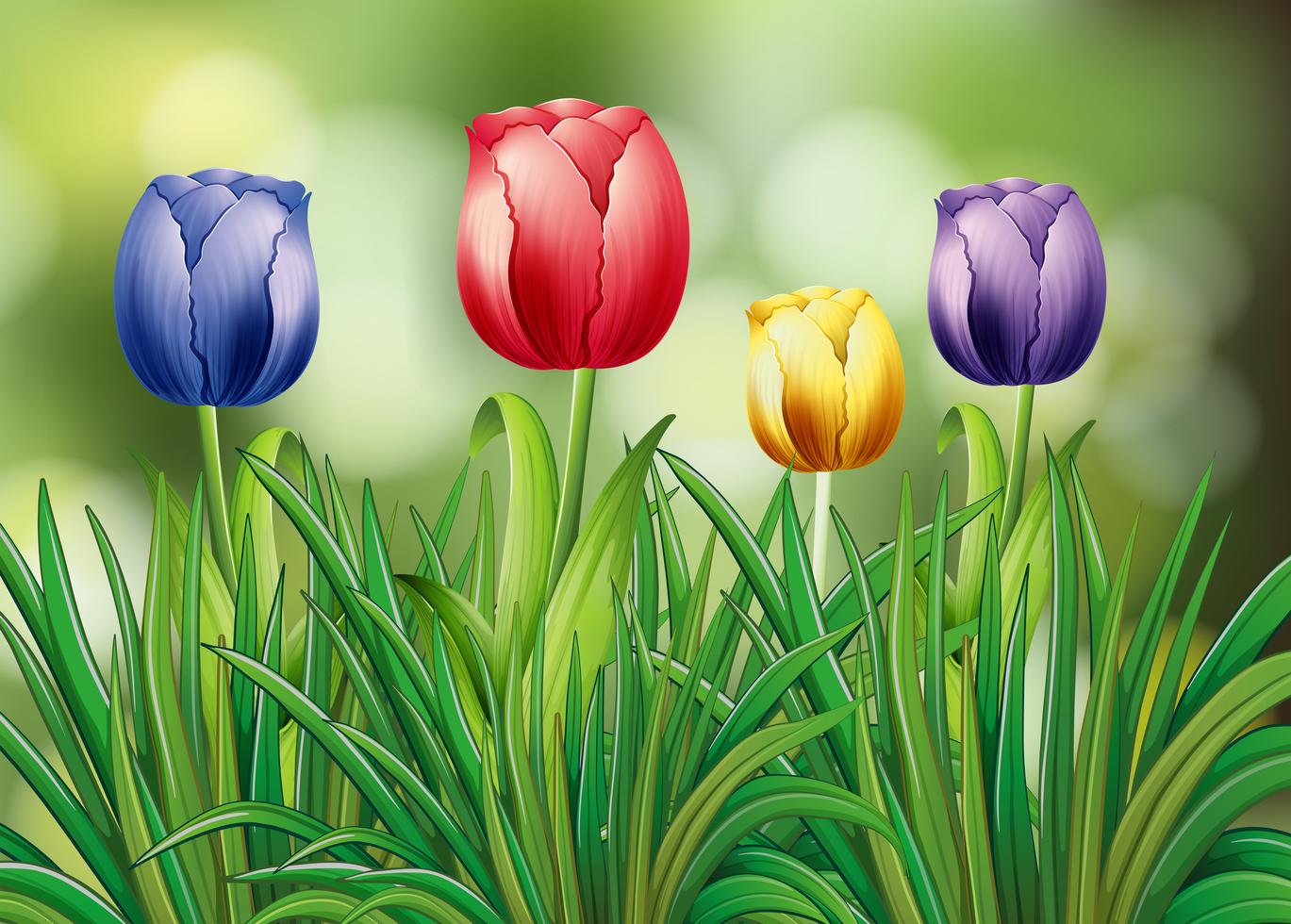 Colorful tulip flowers in garden Stock Free