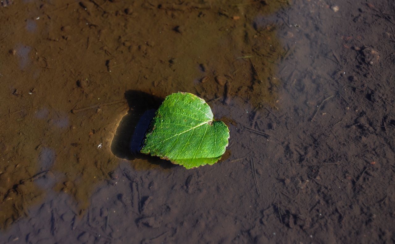 Floating leaf Stock Free