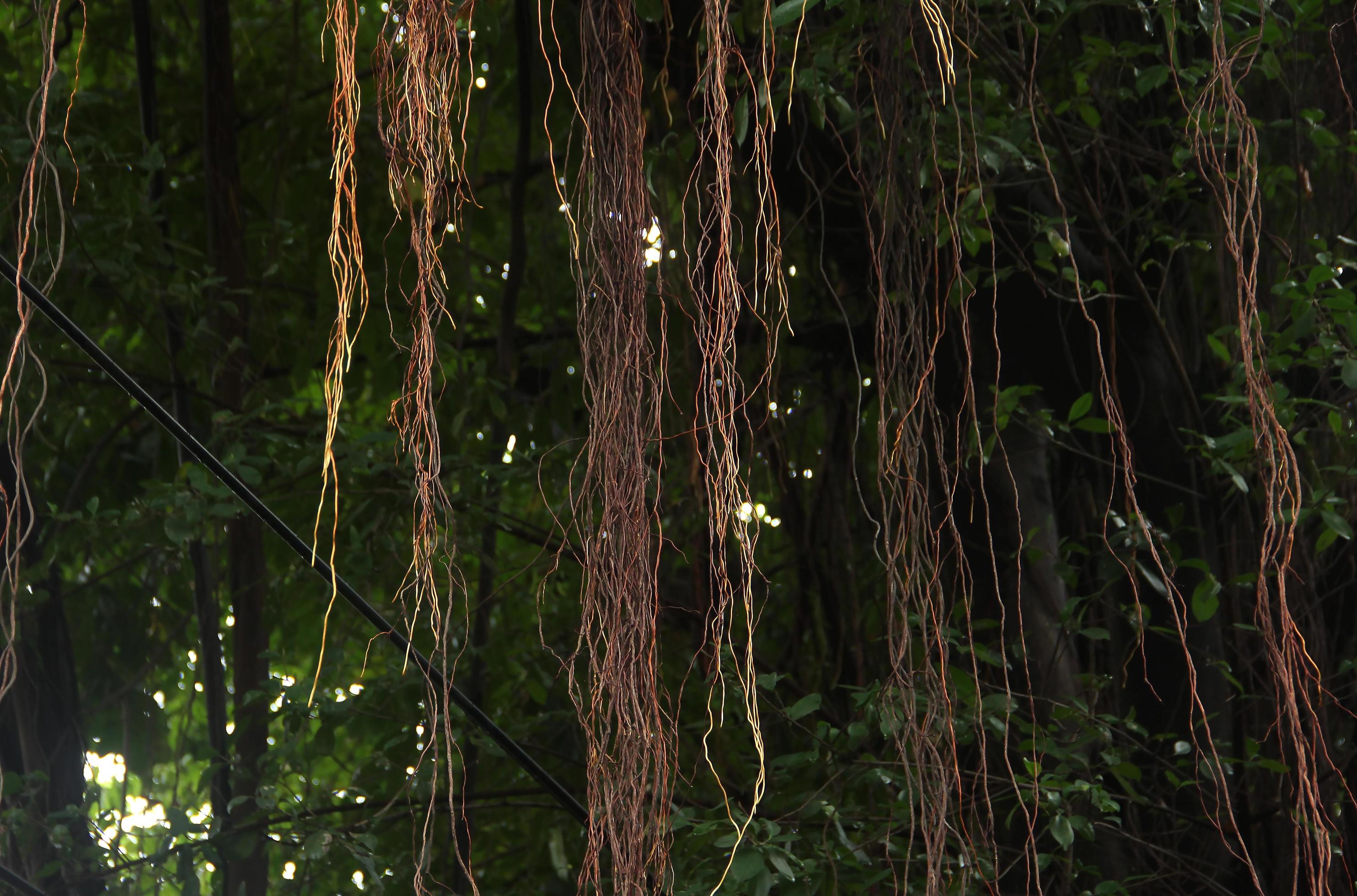 
									Natural botanical plant big tree jungle nature themed photo isolated on landscape template. Hanging roots or akar gantung. Stock Free