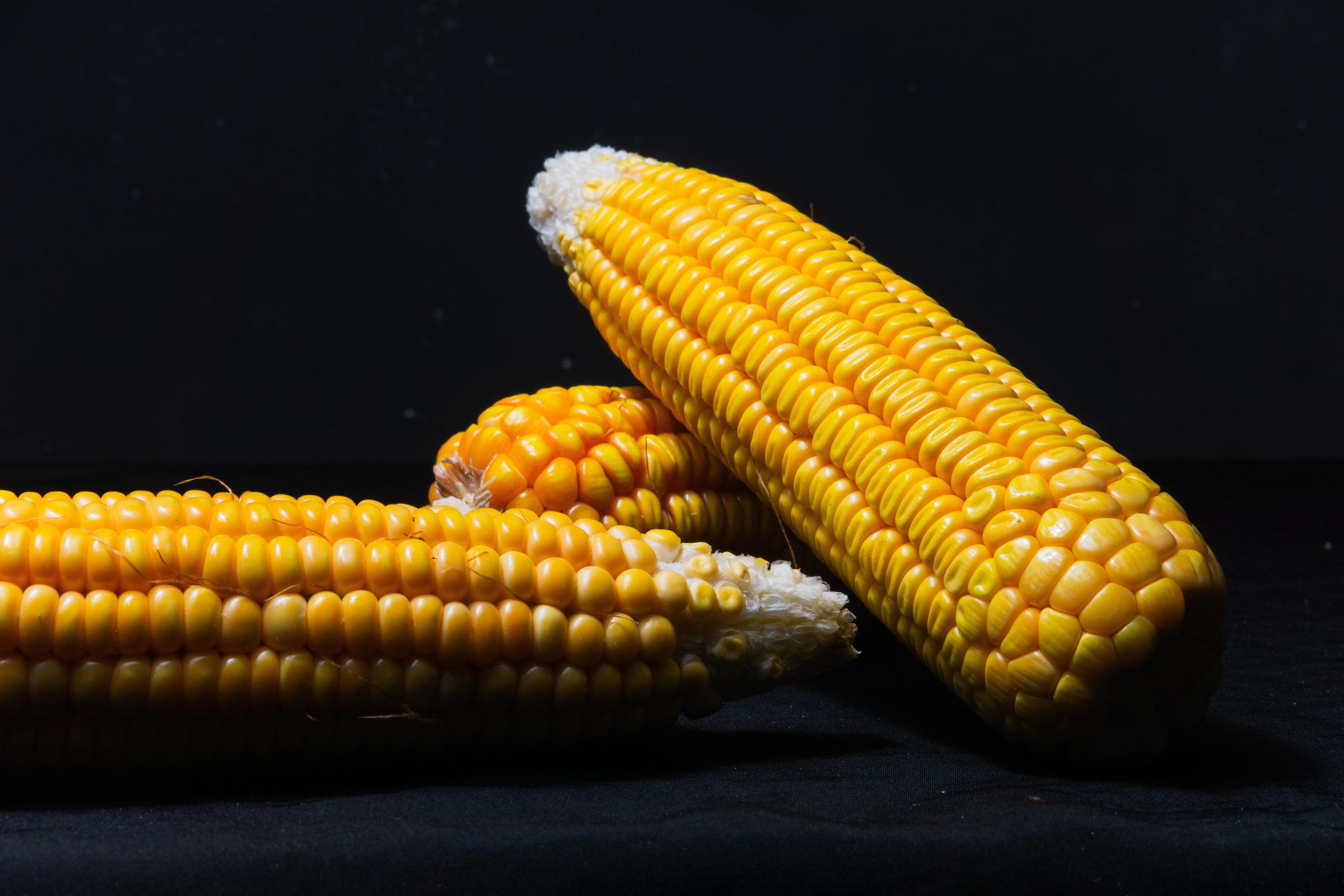 Photo of fresh corn cobs on black background. Suitable for menu design background of healthy food, organic food, and agricultural products for vegans. Stock Free