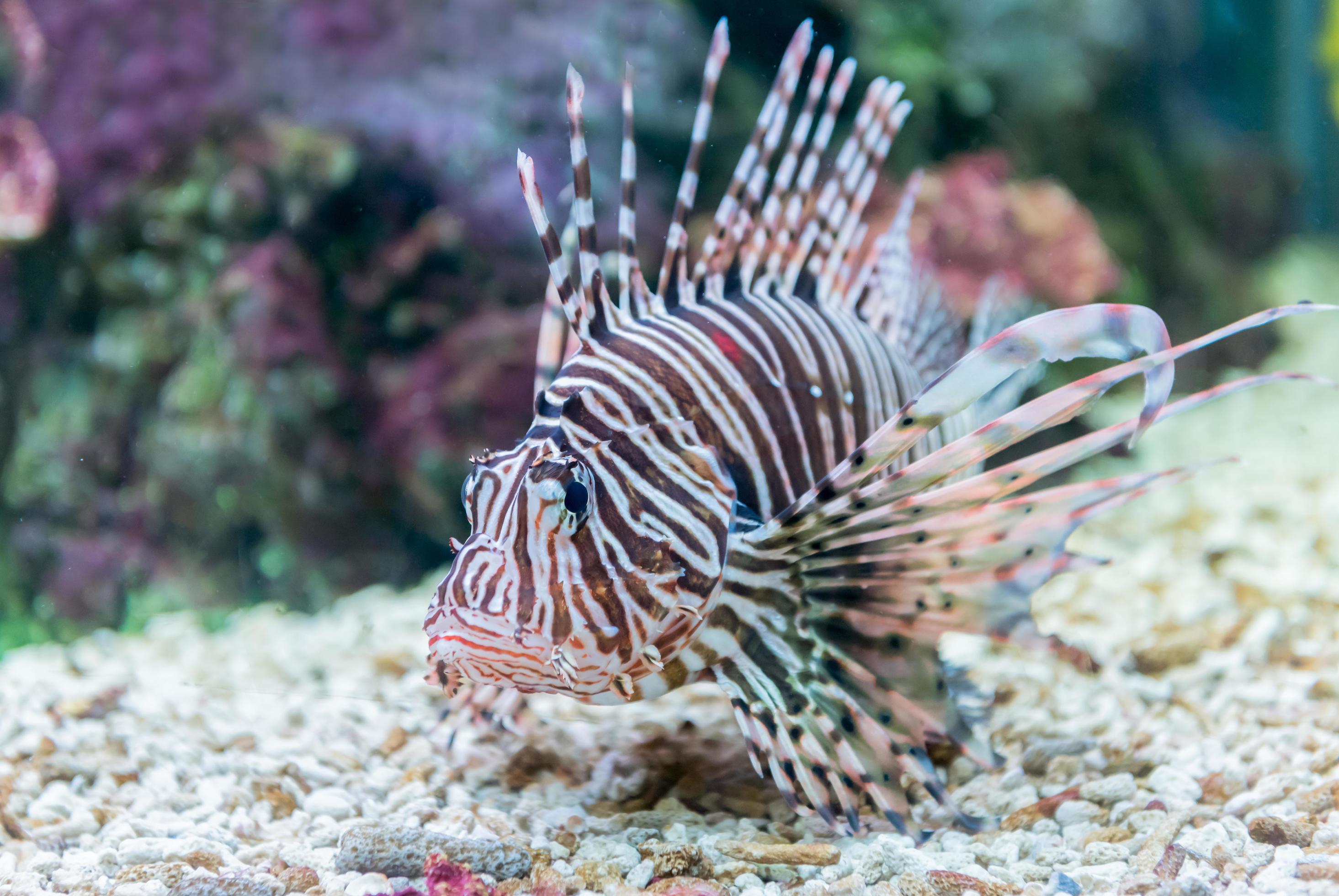 beautiful red lionfish Pterois miles portrait Stock Free