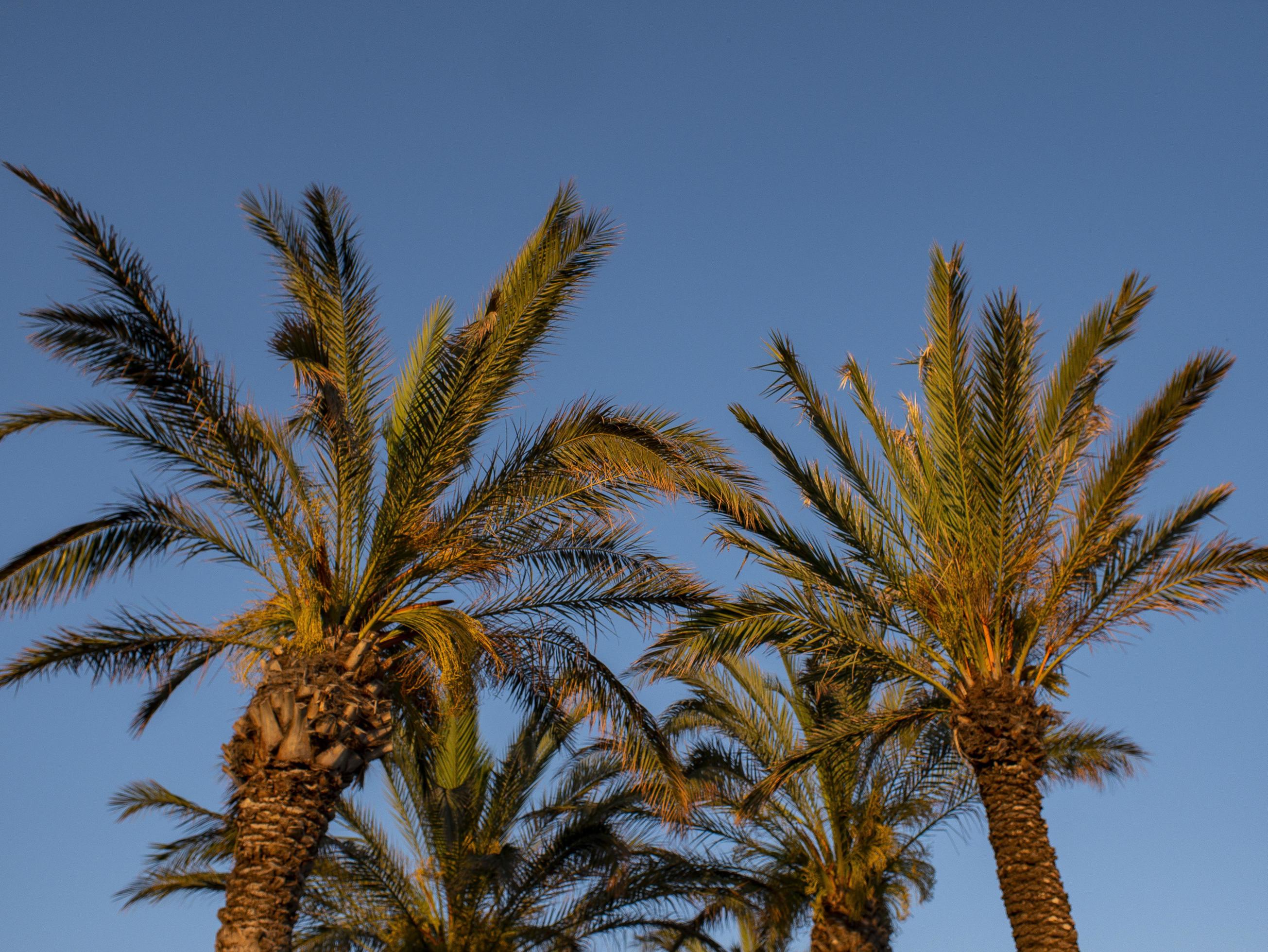 Perfect palm trees against a beautiful blue sky. Nature tropical trees Stock Free