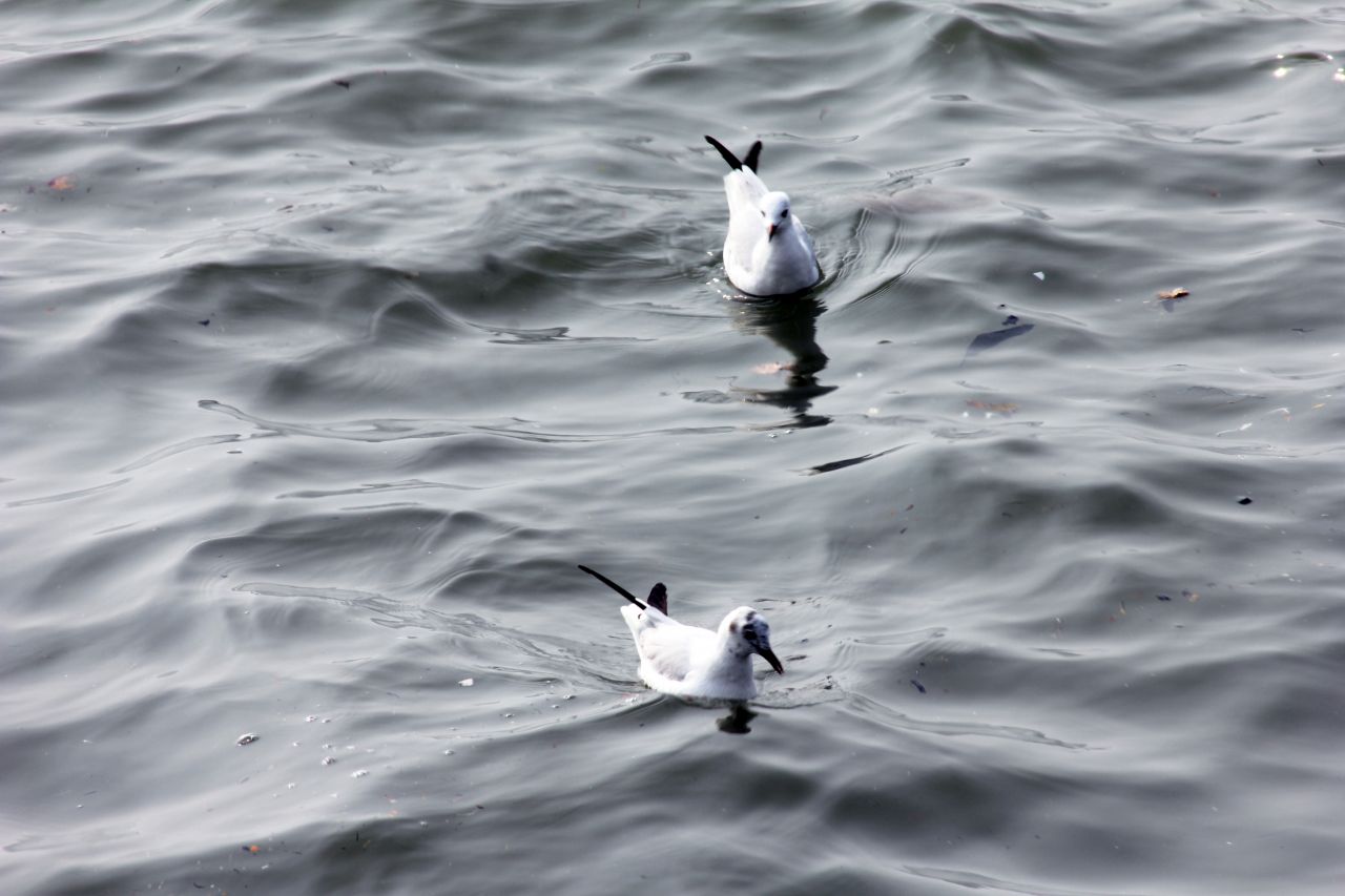 Two Birds Floating In Sea Stock Free