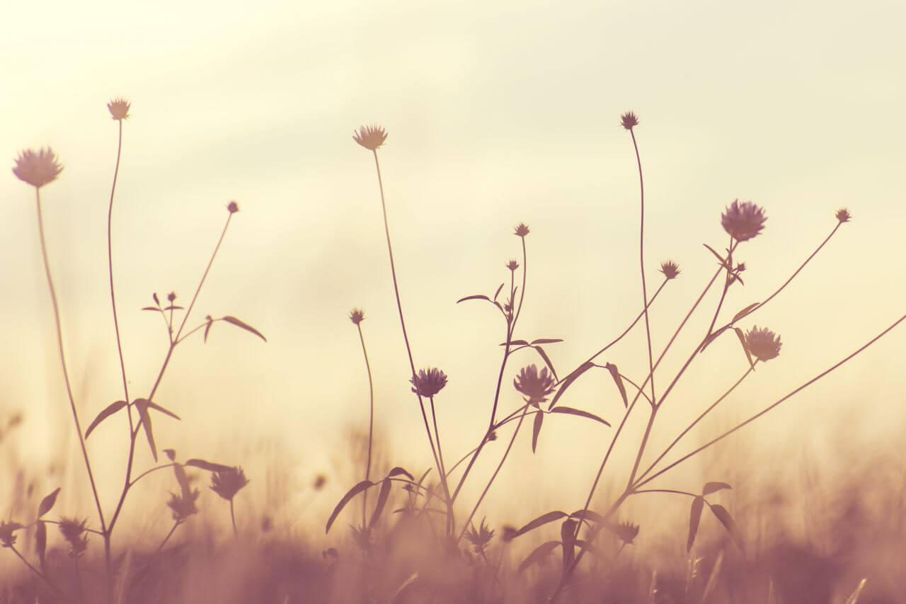 Purple White Dandelion Flower Stock Free