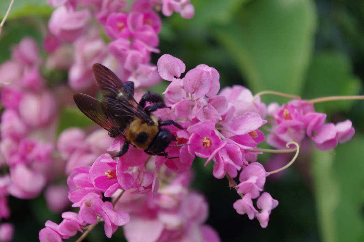 CARPENTER BEE Stock Free