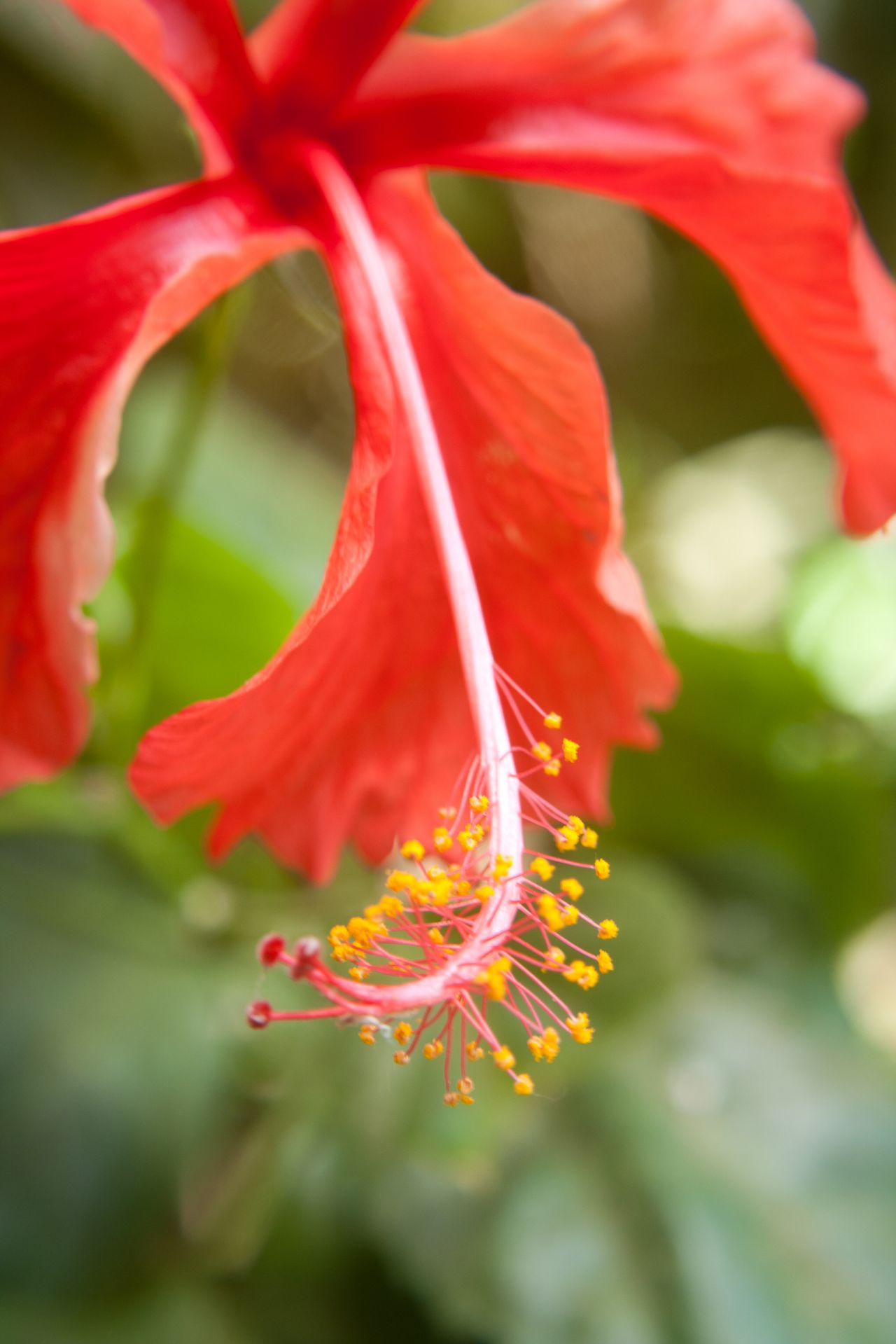 Hibiscus Closeup Stock Free