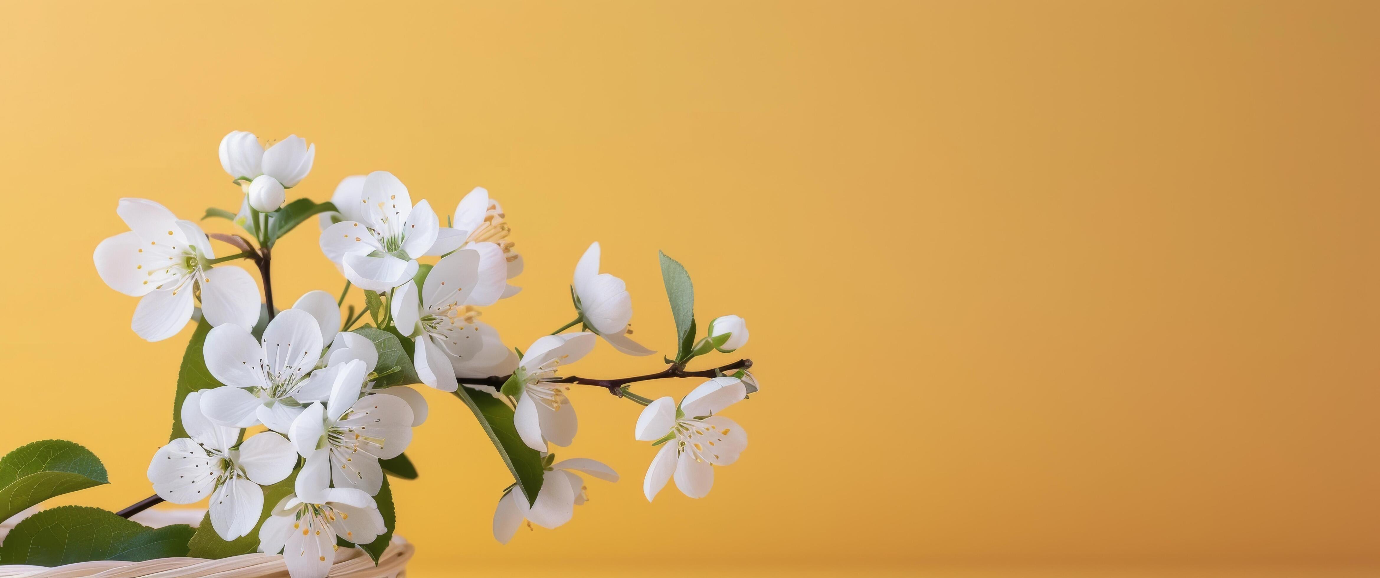 White Cherry Blossom Branch With Yellow Background in Springtime Setting Stock Free