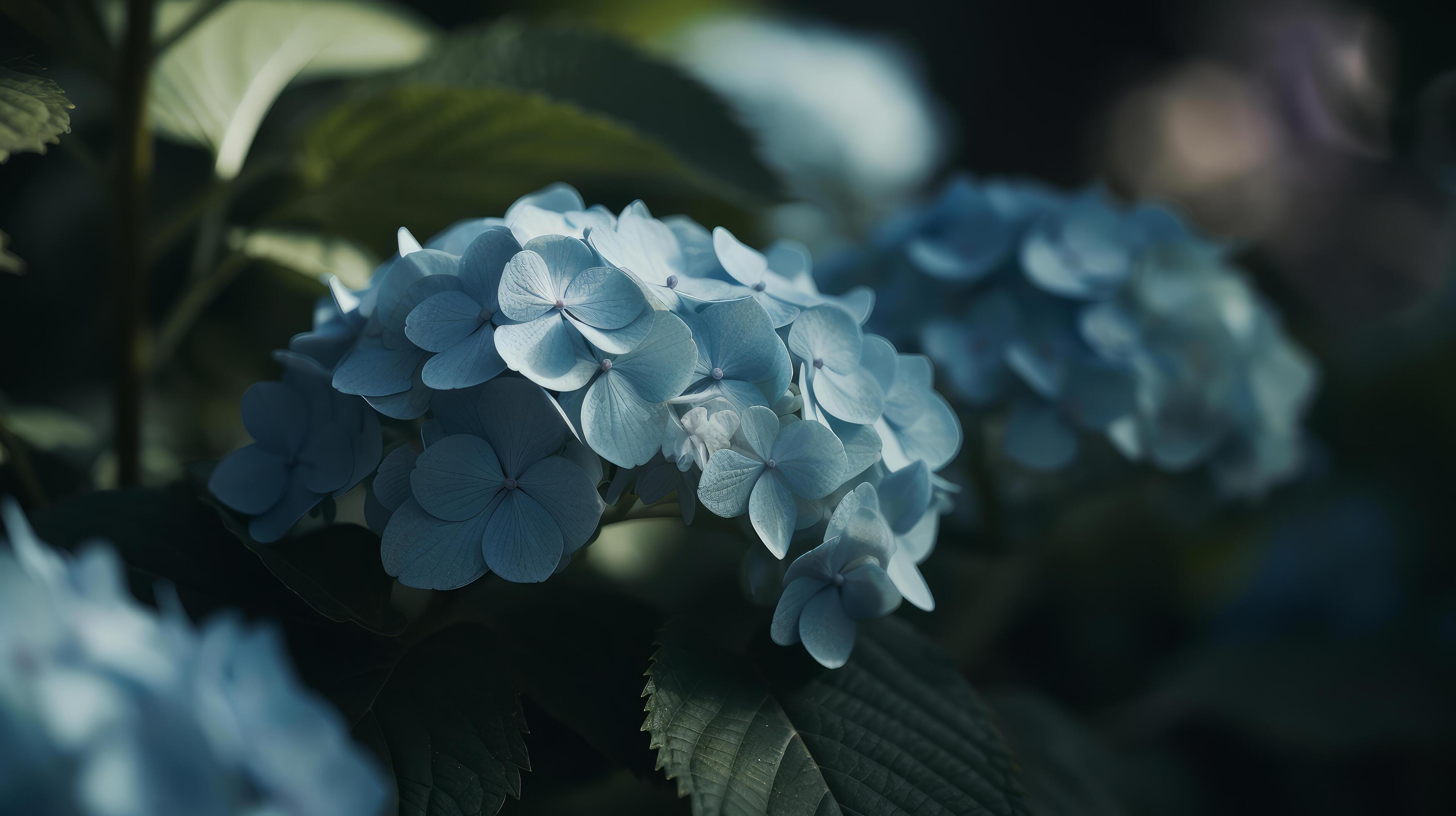 Hydrangea flower background. Illustration Stock Free