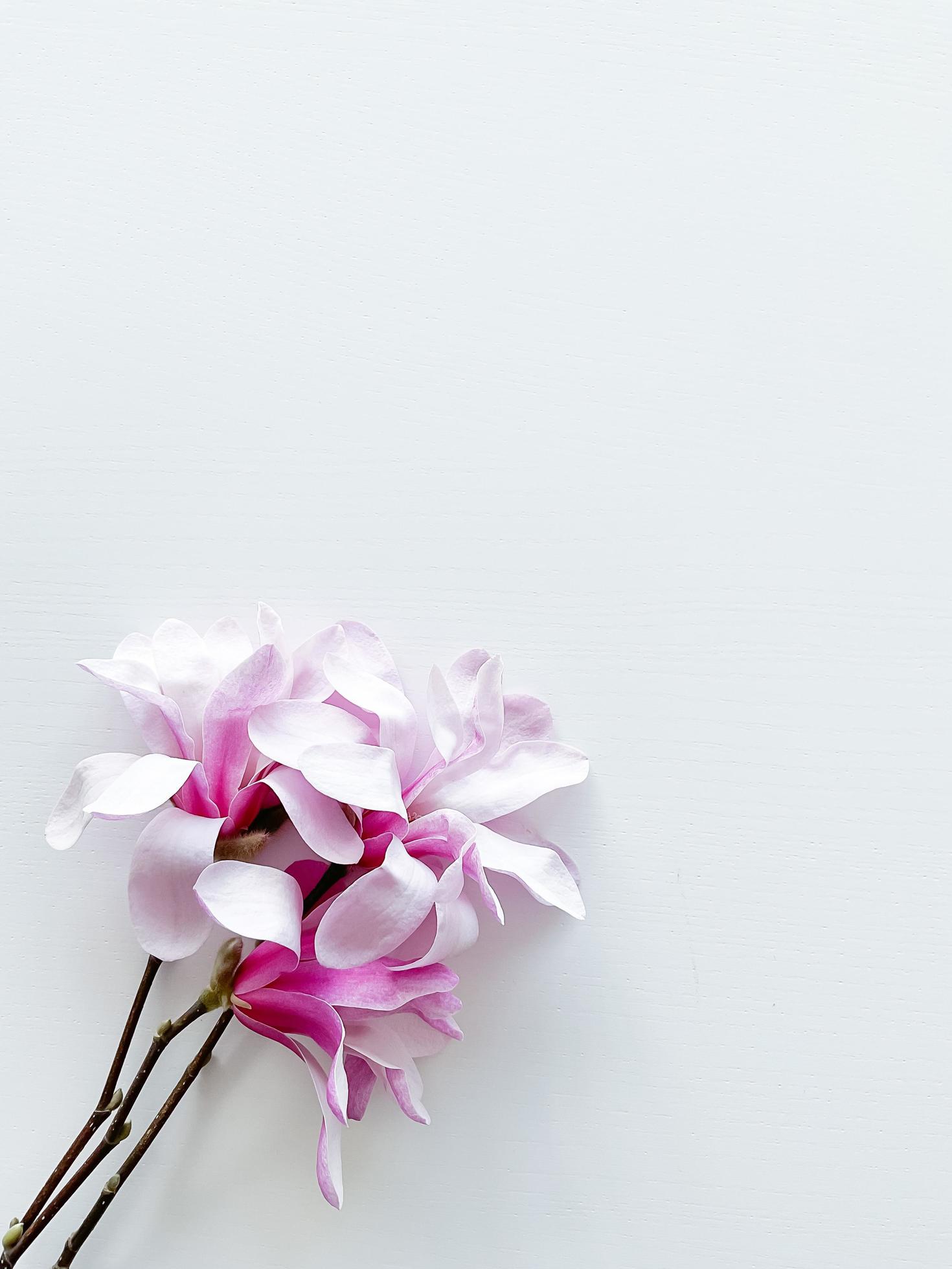 Closeup photo of pink magnolia flowers, isolated Stock Free