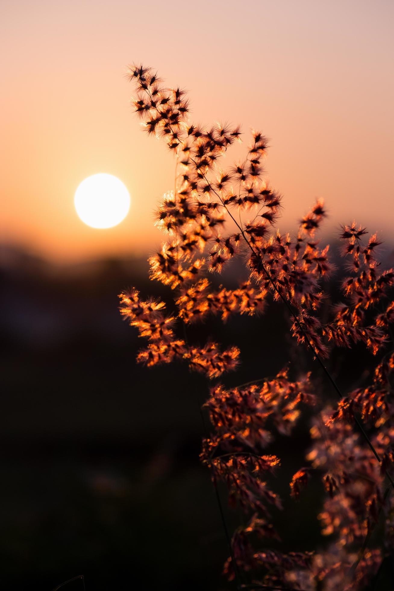 Sun at sunset in field flower grass Stock Free