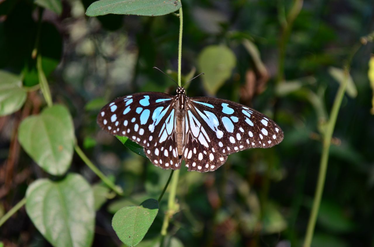 Blue Tiger Butterfly Open Stock Free