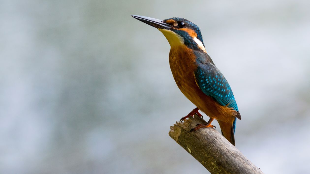 Bird Perching on Branch Stock Free