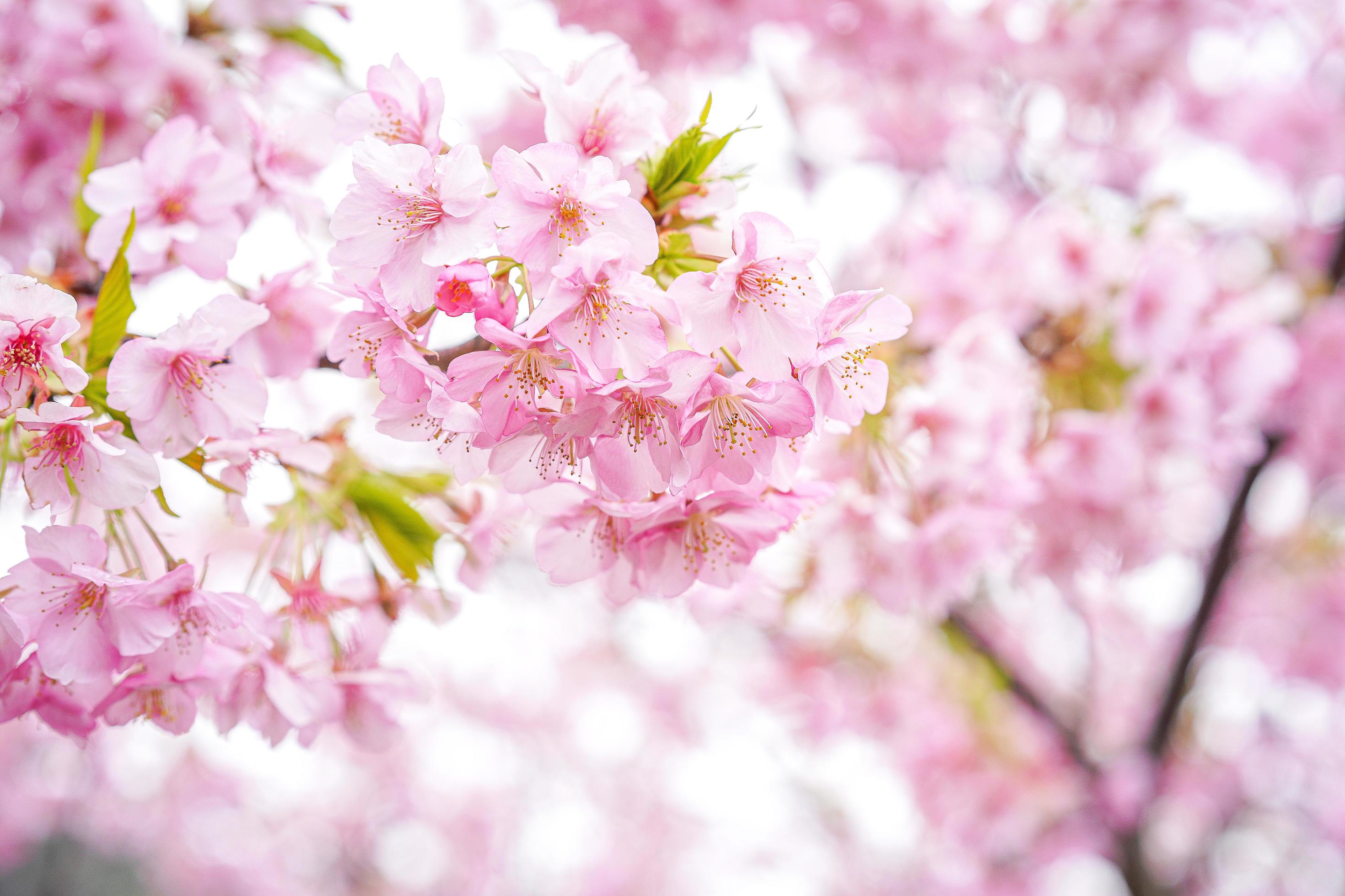 Pink Sakura Cherry Blossom flower Stock Free