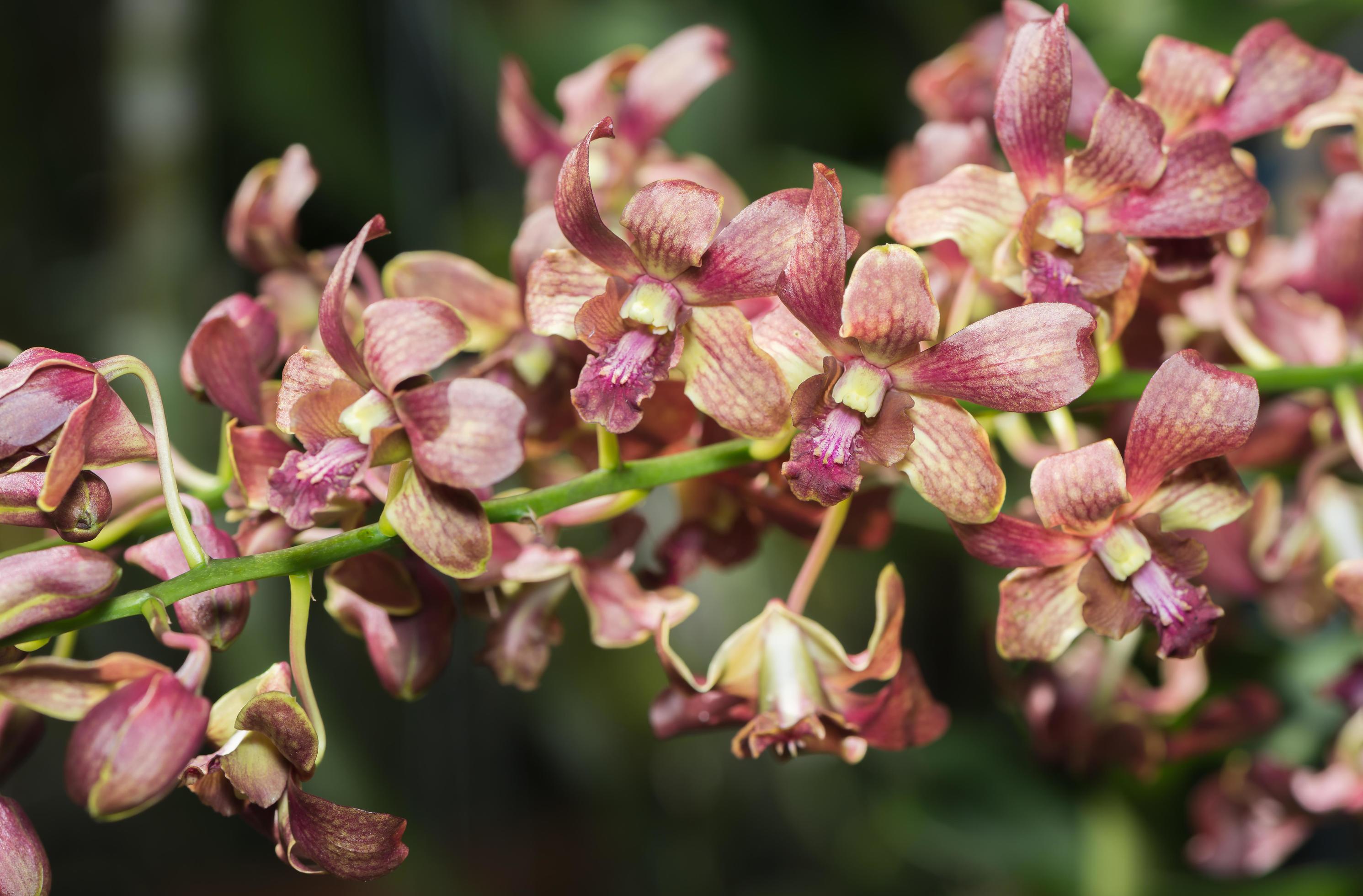 Red Rhynchostylis orchid flower Stock Free