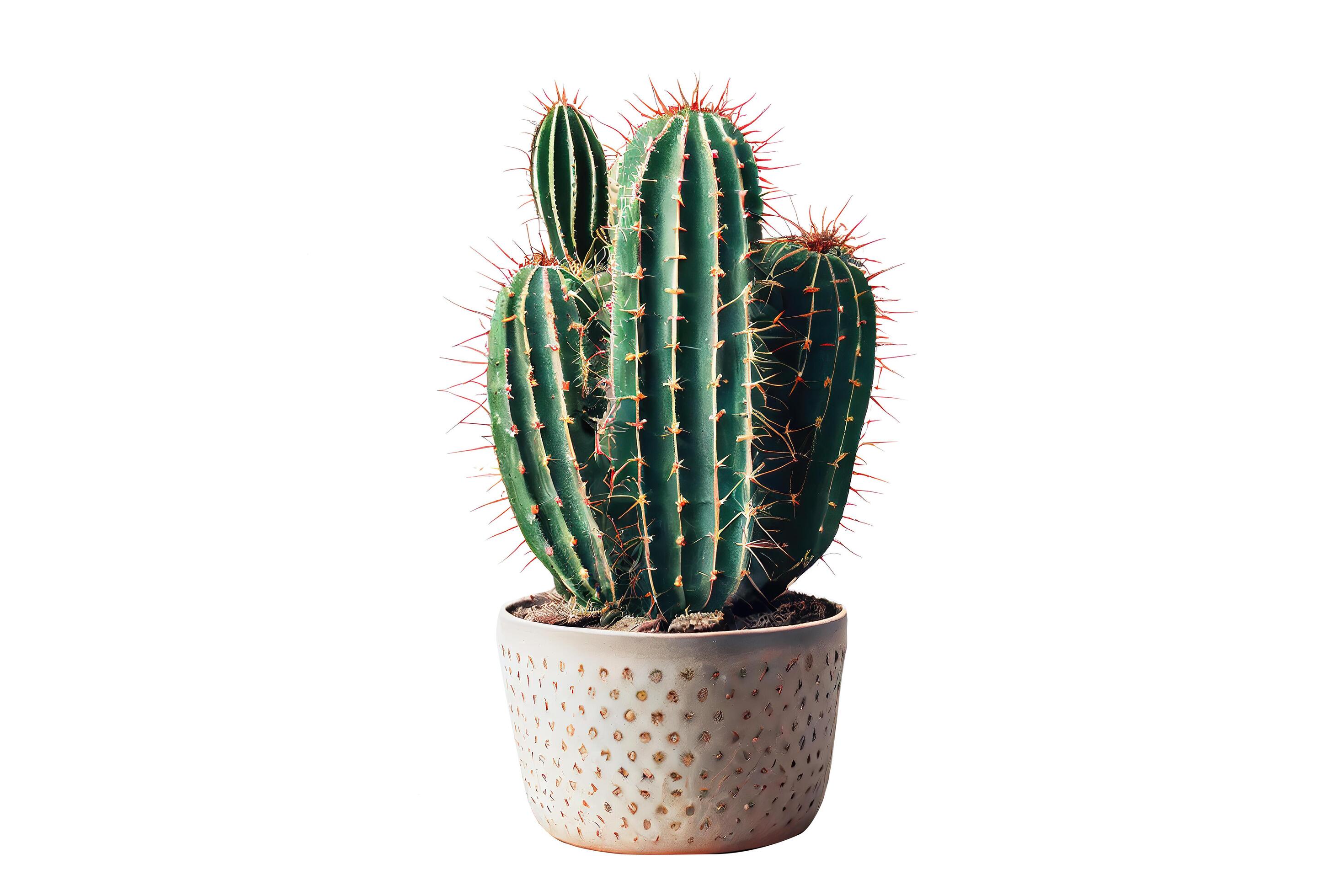 a cactus plant in plant pot on isolated Stock Free