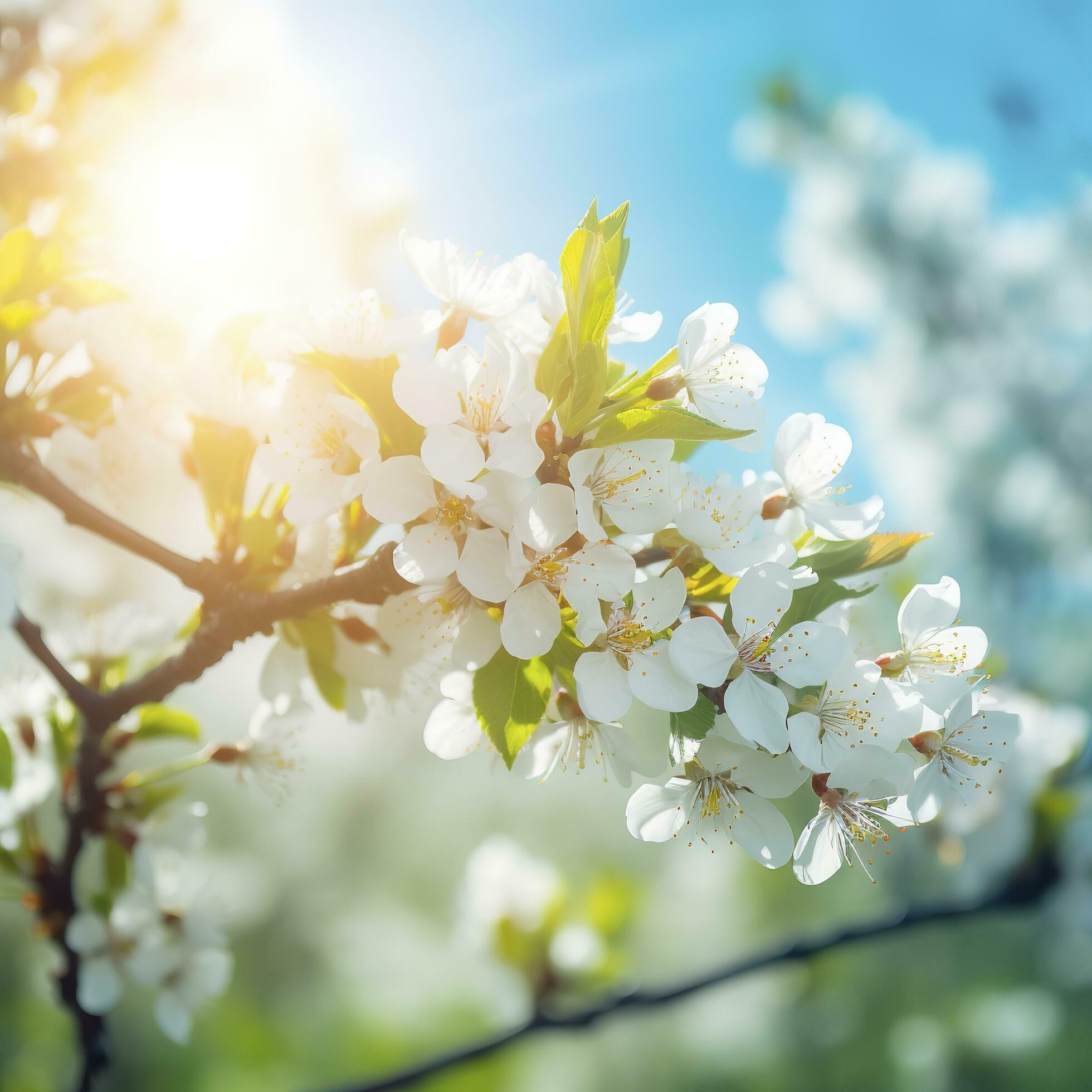 Spring blossom background. Nature scene with blooming tree and sun flare. Spring flowers. Beautiful orchard,light blue background , generat ai Stock Free