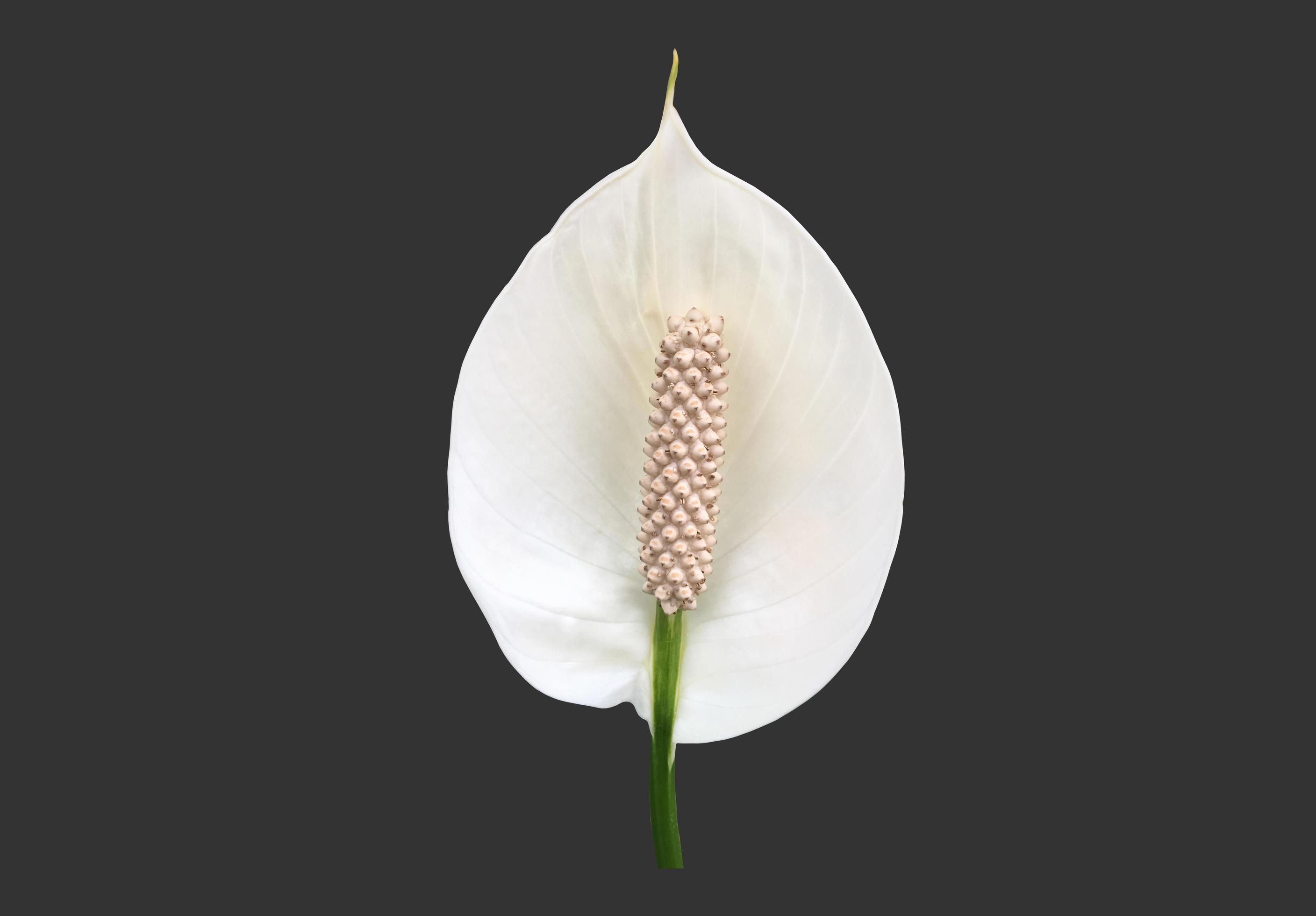 Isolated white aracear flower or peace lily flower with clipping paths. Stock Free