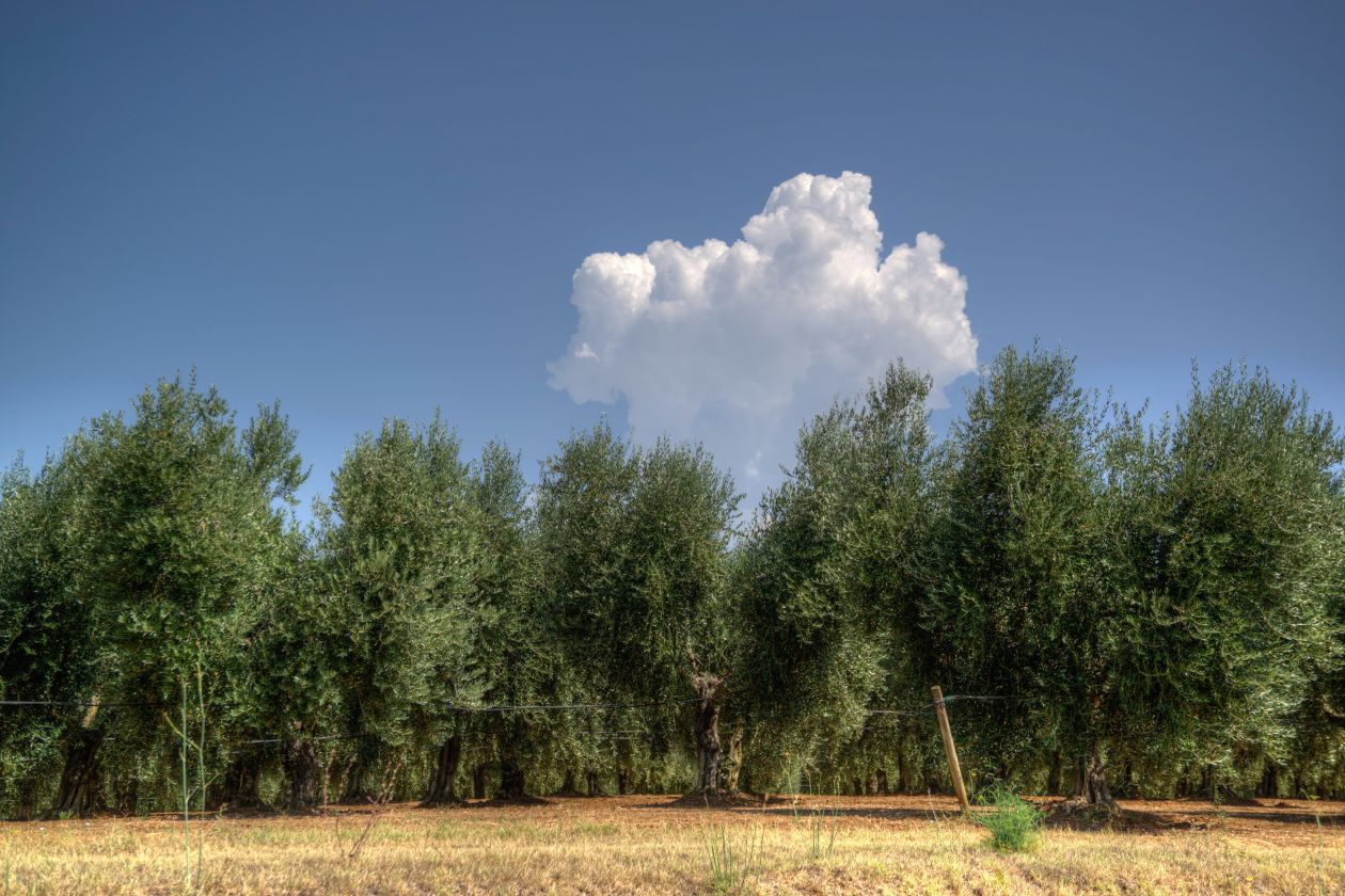 Olive trees Stock Free