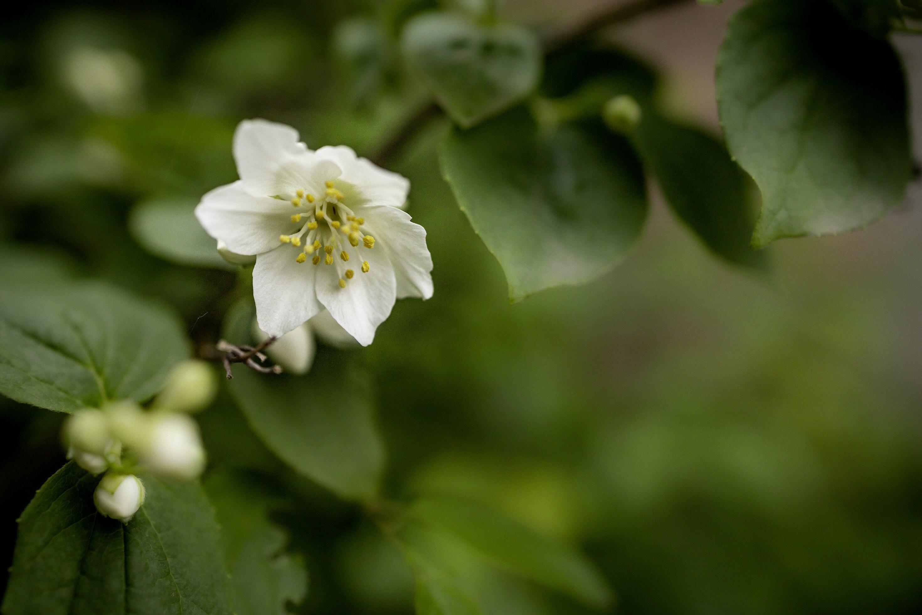 close up of a white flower Stock Free