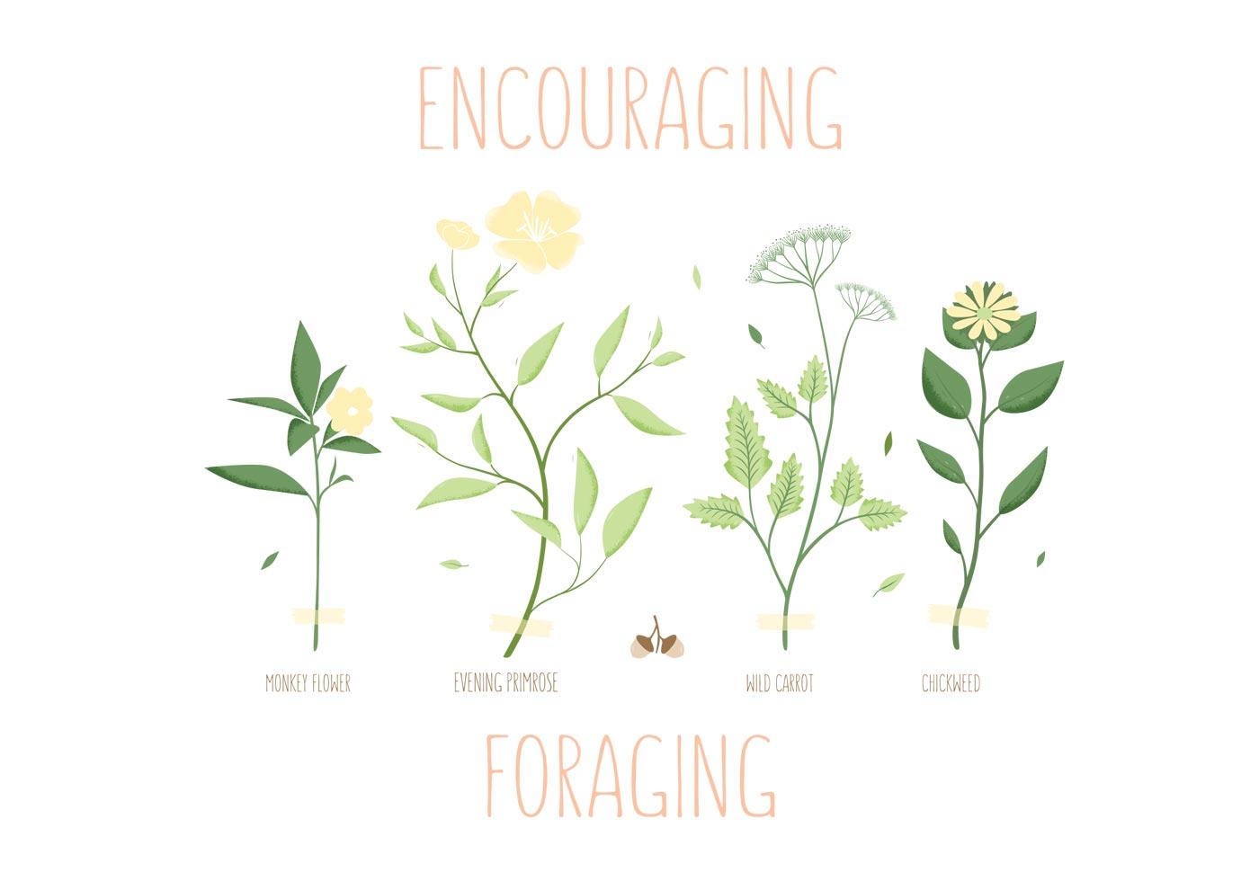 Foraging Spring Herb Vectors Stock Free and Free SVG