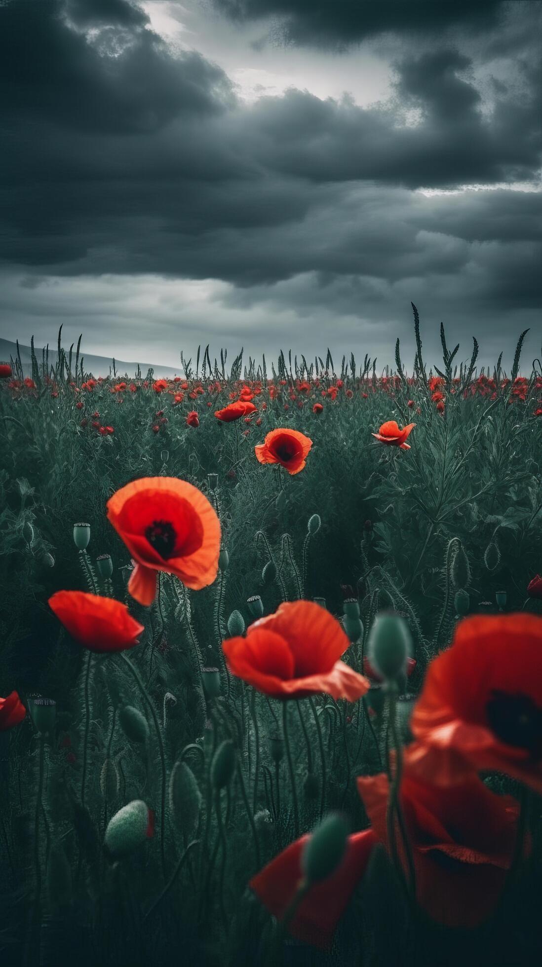 Poppy flower background for Anzac day. Illustration Stock Free