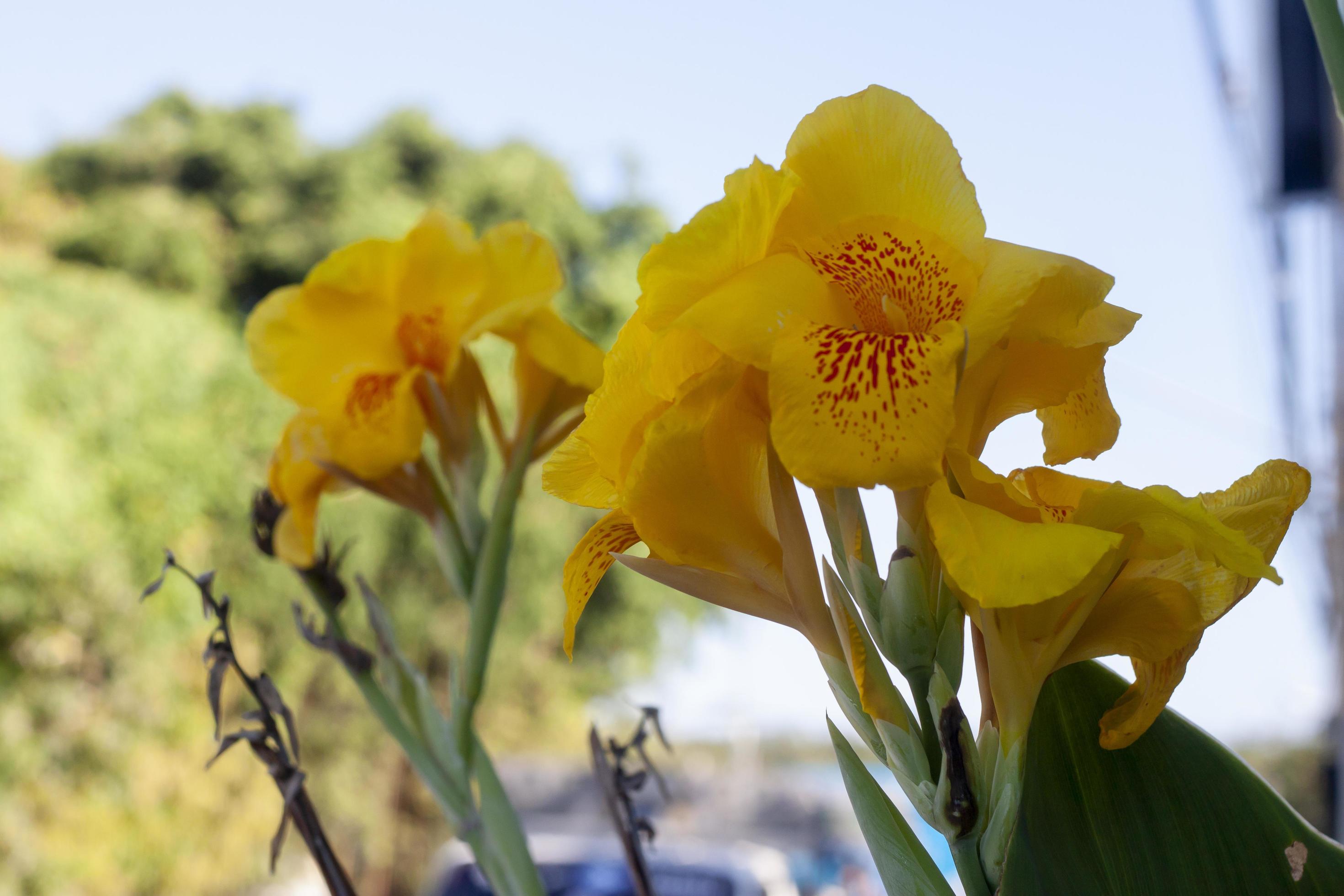 Fresh yellow canna lily flower on blur nature background. Stock Free