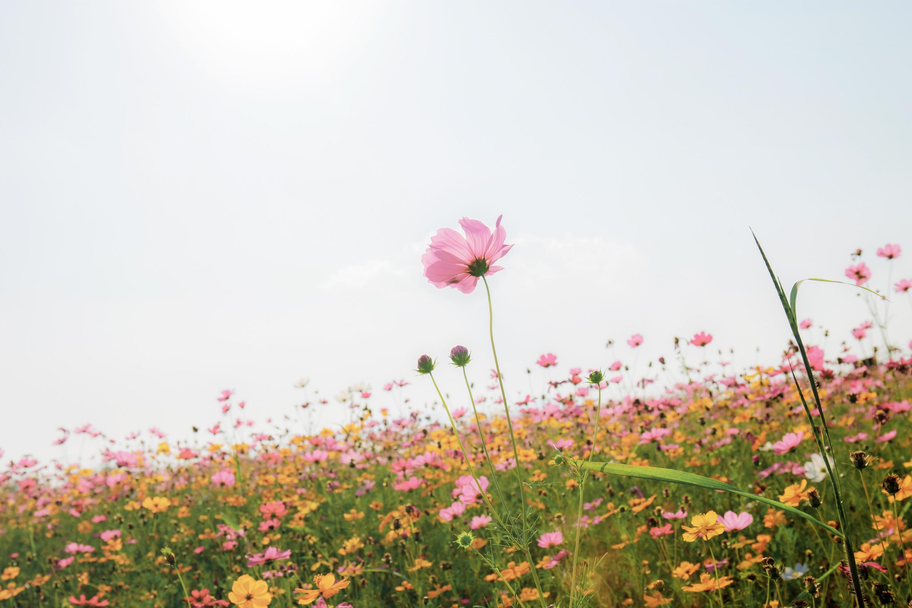 Cosmos with beautiful in nature. Stock Free