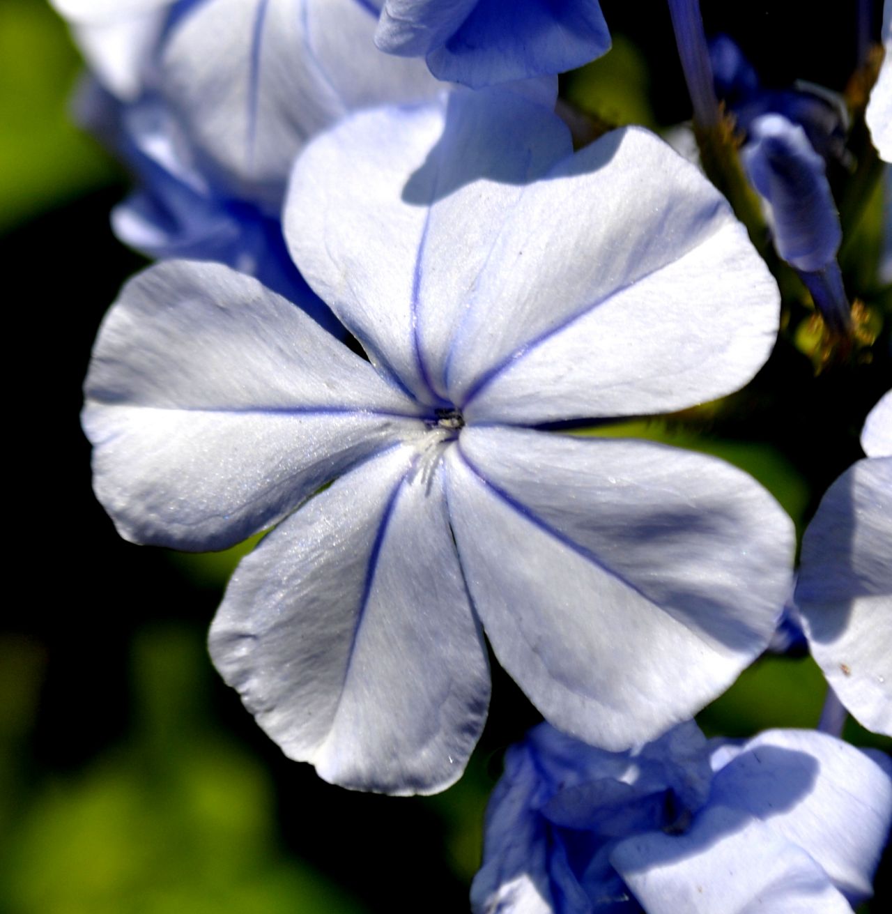 Blue Flower Stock Free