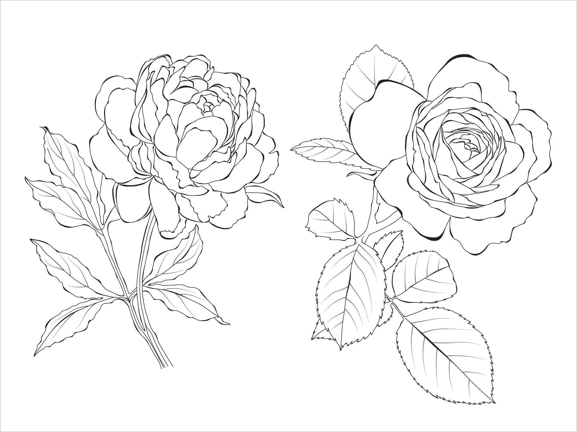 Peony and rose line art, outline Illustration. Flowers outline isolated on white background. Hand painted line art botanical illustration. Stock Free