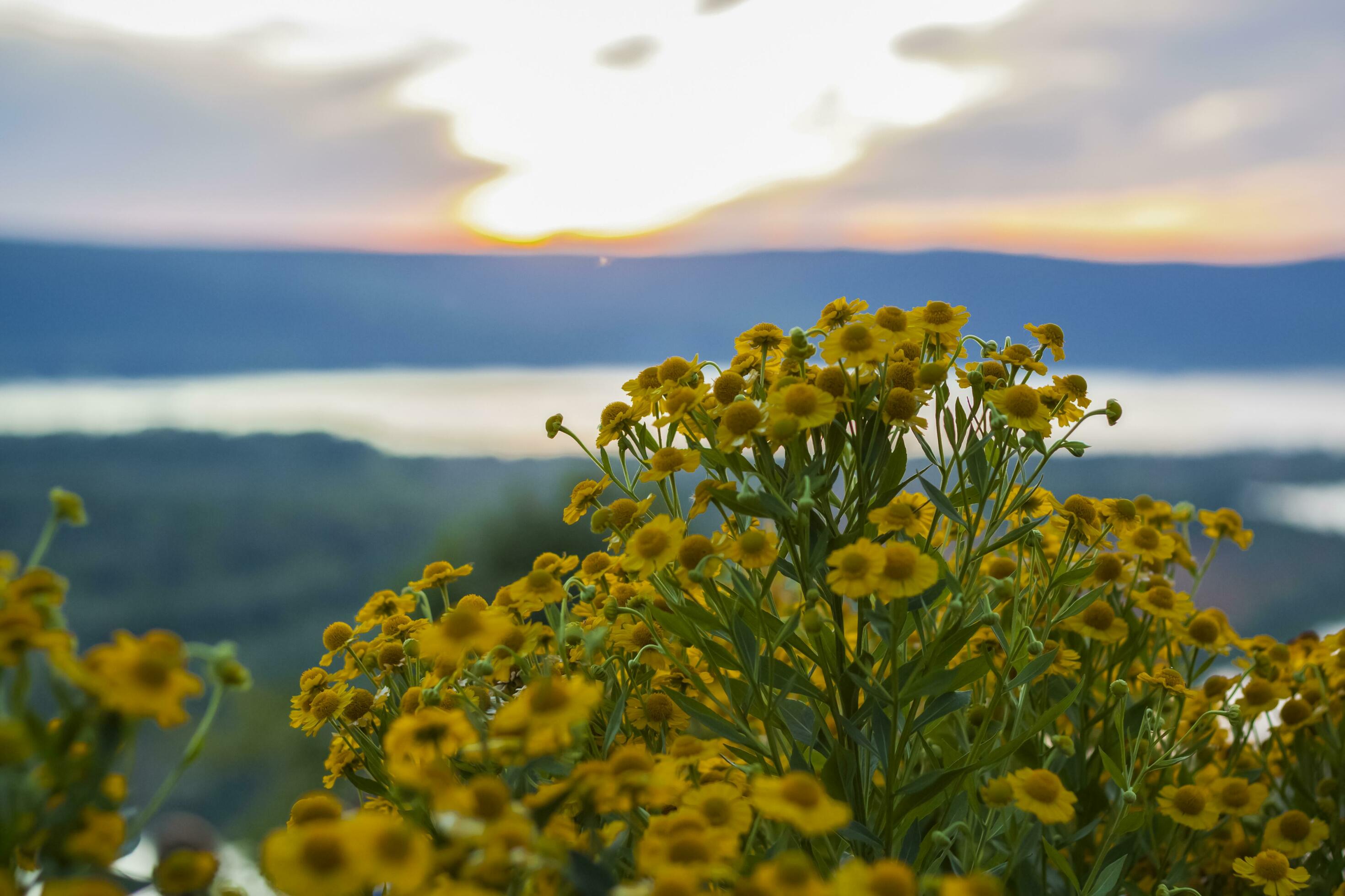 Wild bright flowers on the background of a beautiful sunset. Natural landscape. blue sky and yellow sunlight. landscape during sunset. Stock Free