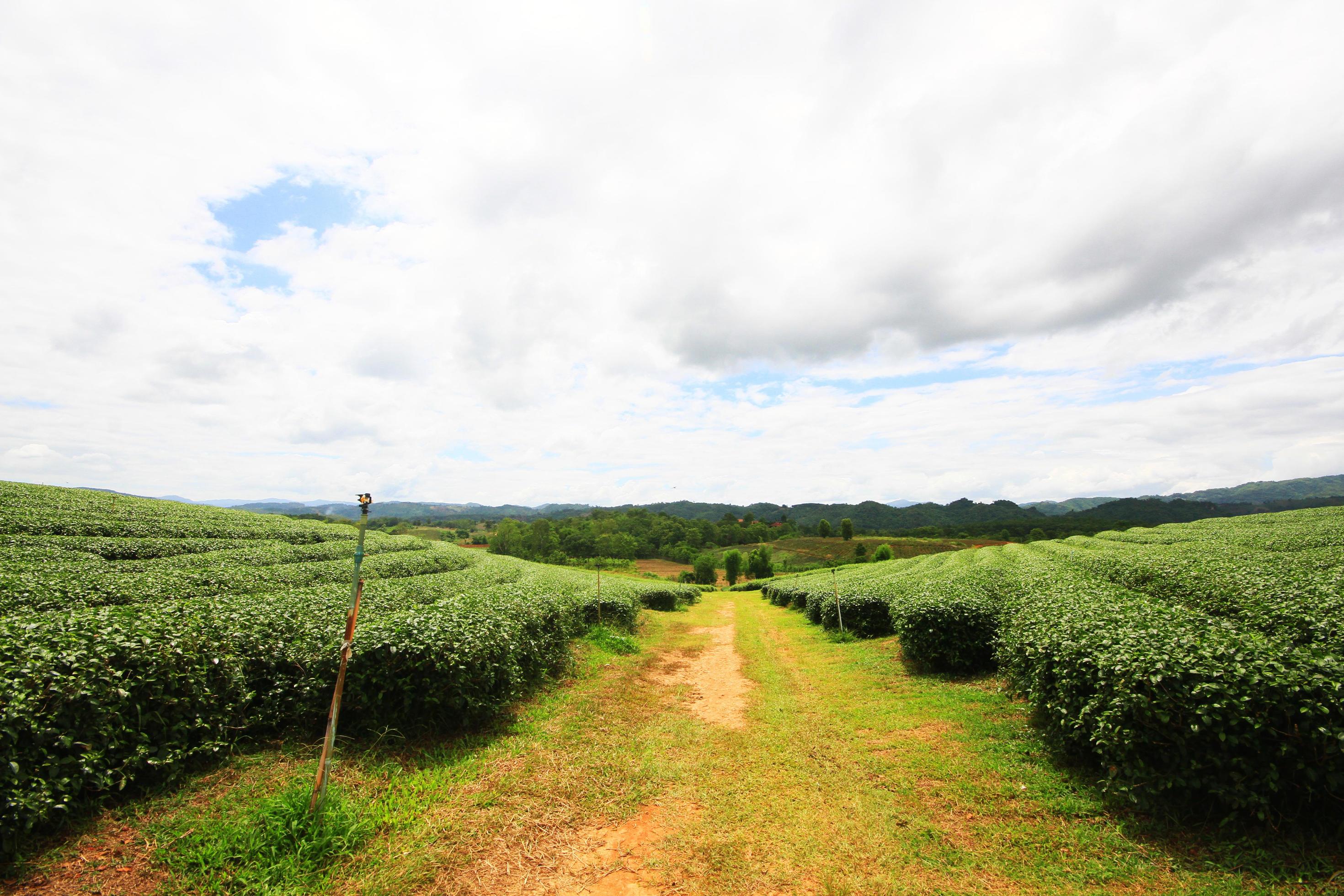 Tea Plantation in sunrise on the mountain and forest in rain season is very beautiful view in Chiangrai Province, Thailand. Stock Free