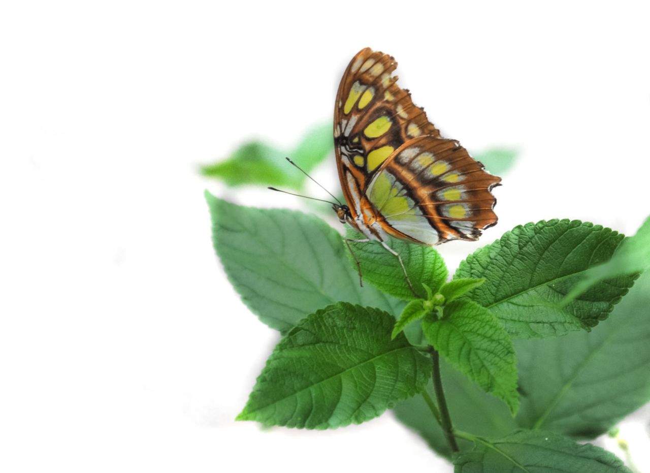 Butterfly sitting on a leaf Stock Free