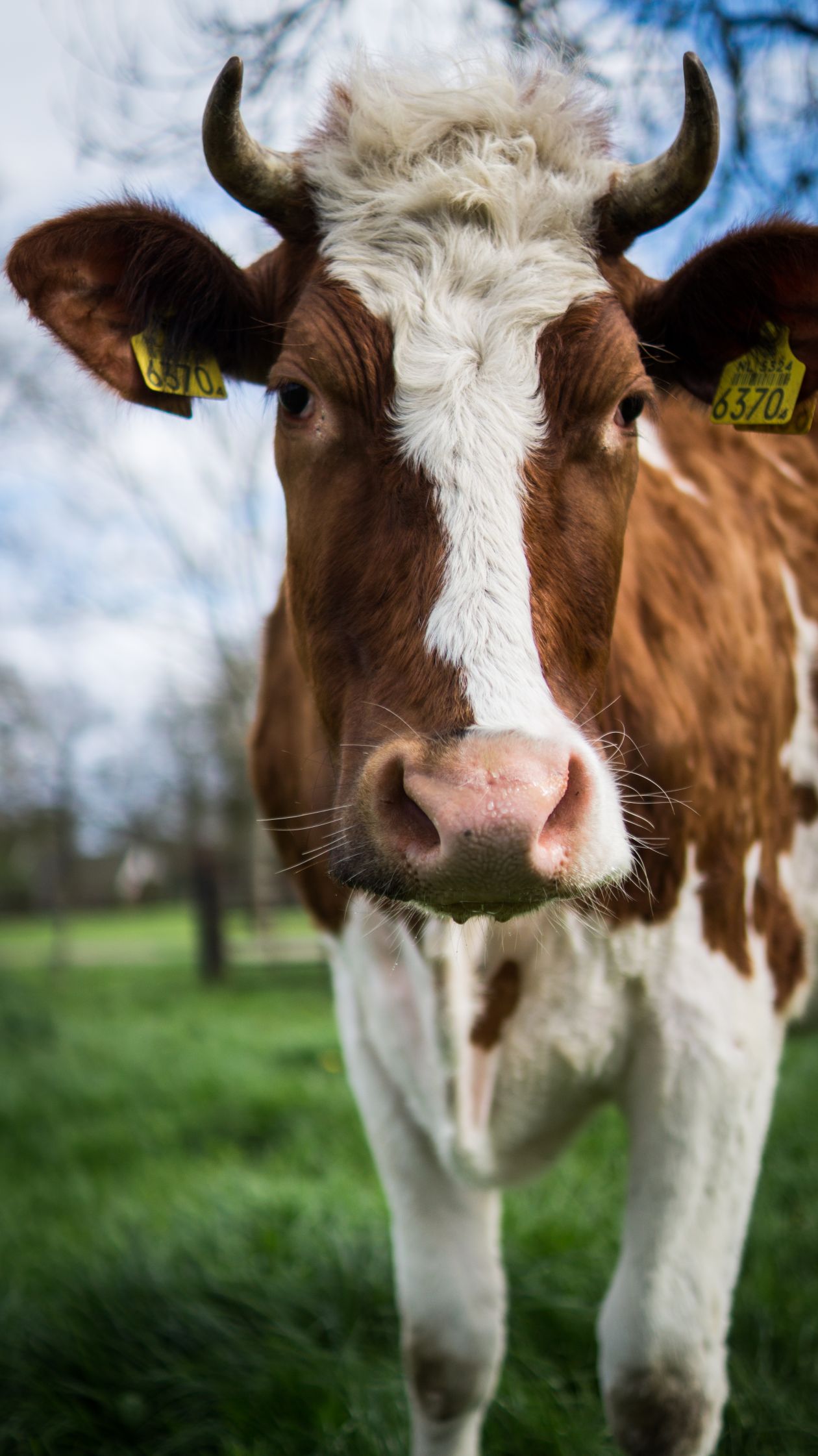 Cow close up Stock Free