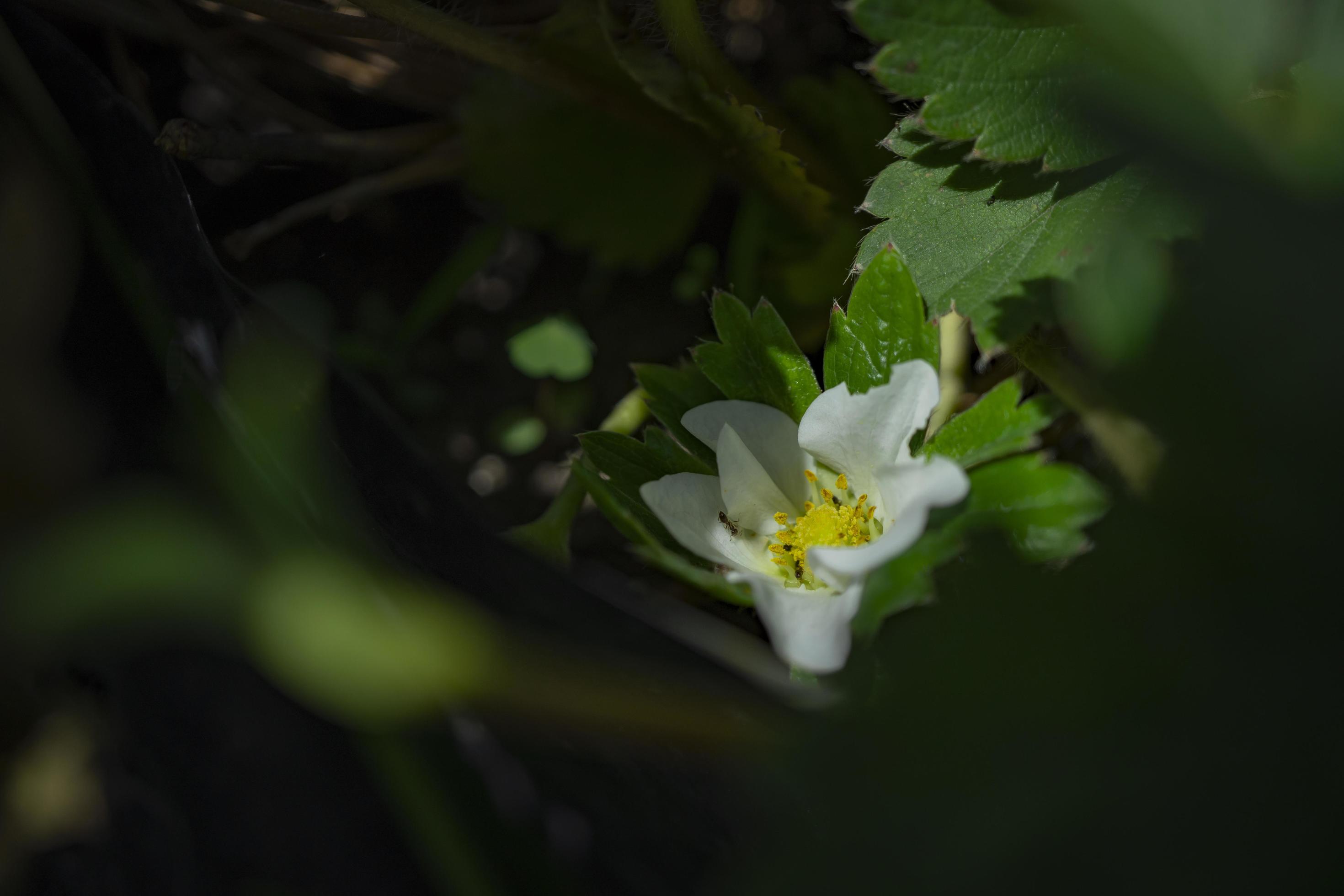 Close up photo white strawberry flower when spring season at the green garden. The photo is suitable to use for nature background and nature content media. Stock Free