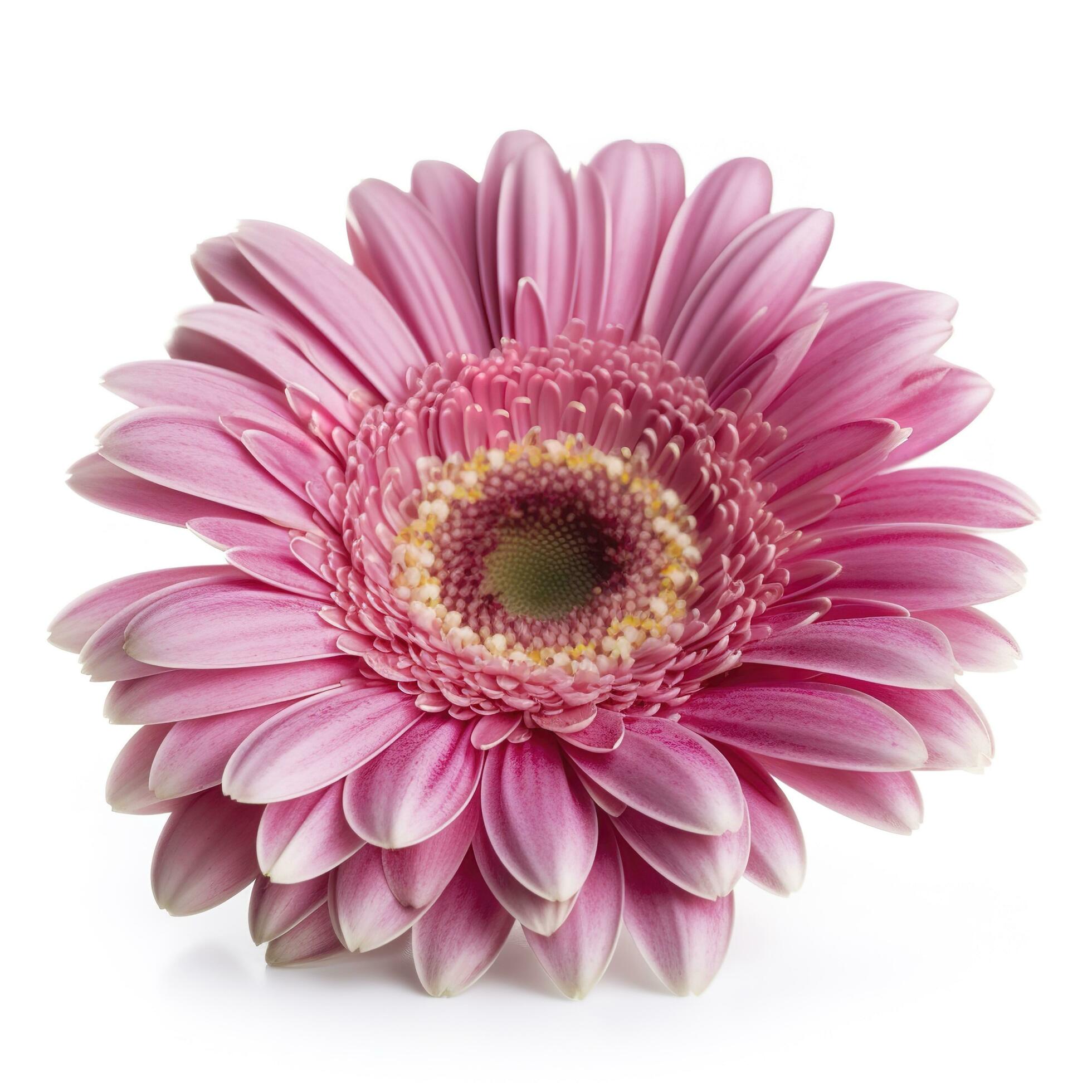 Pink gerbera flower isolated on white background, generate ai Stock Free