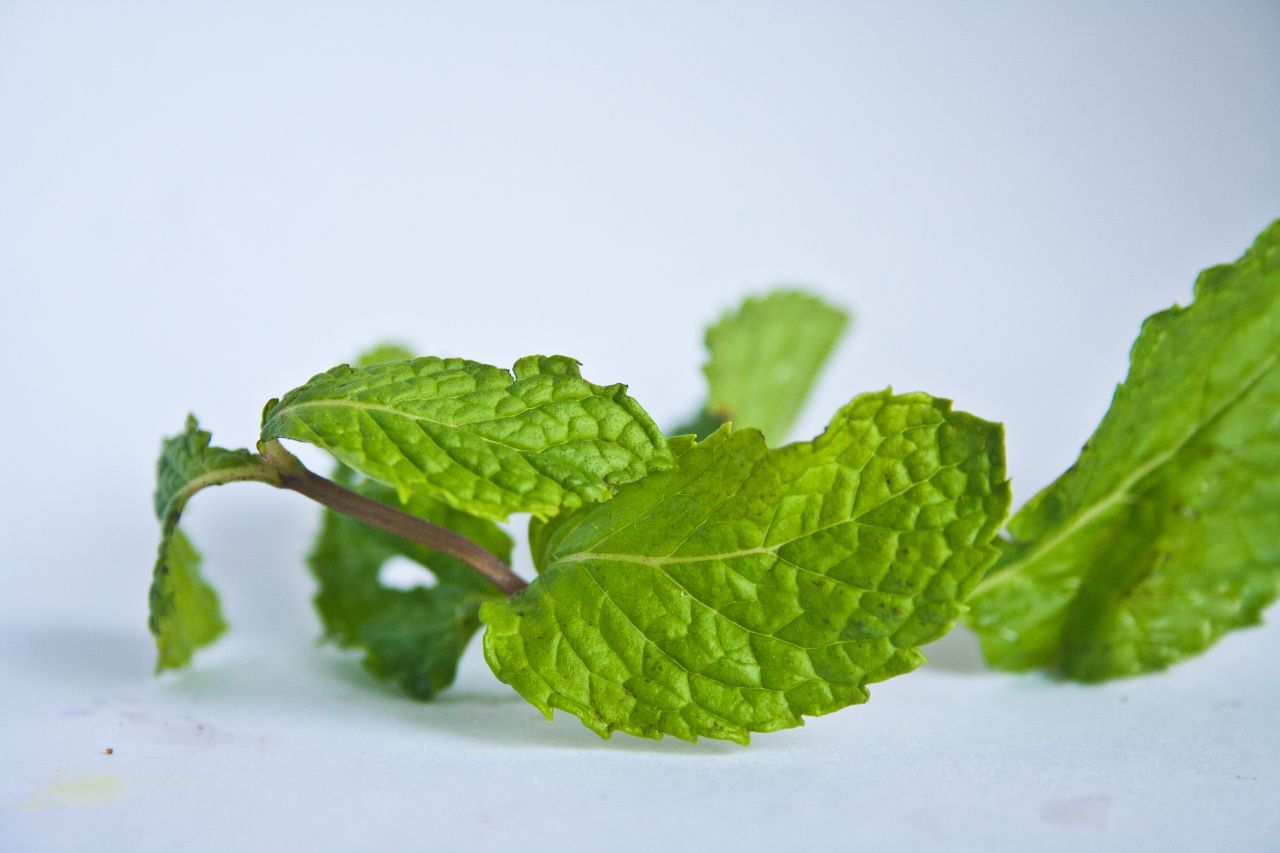 Green Leaves Stock Free