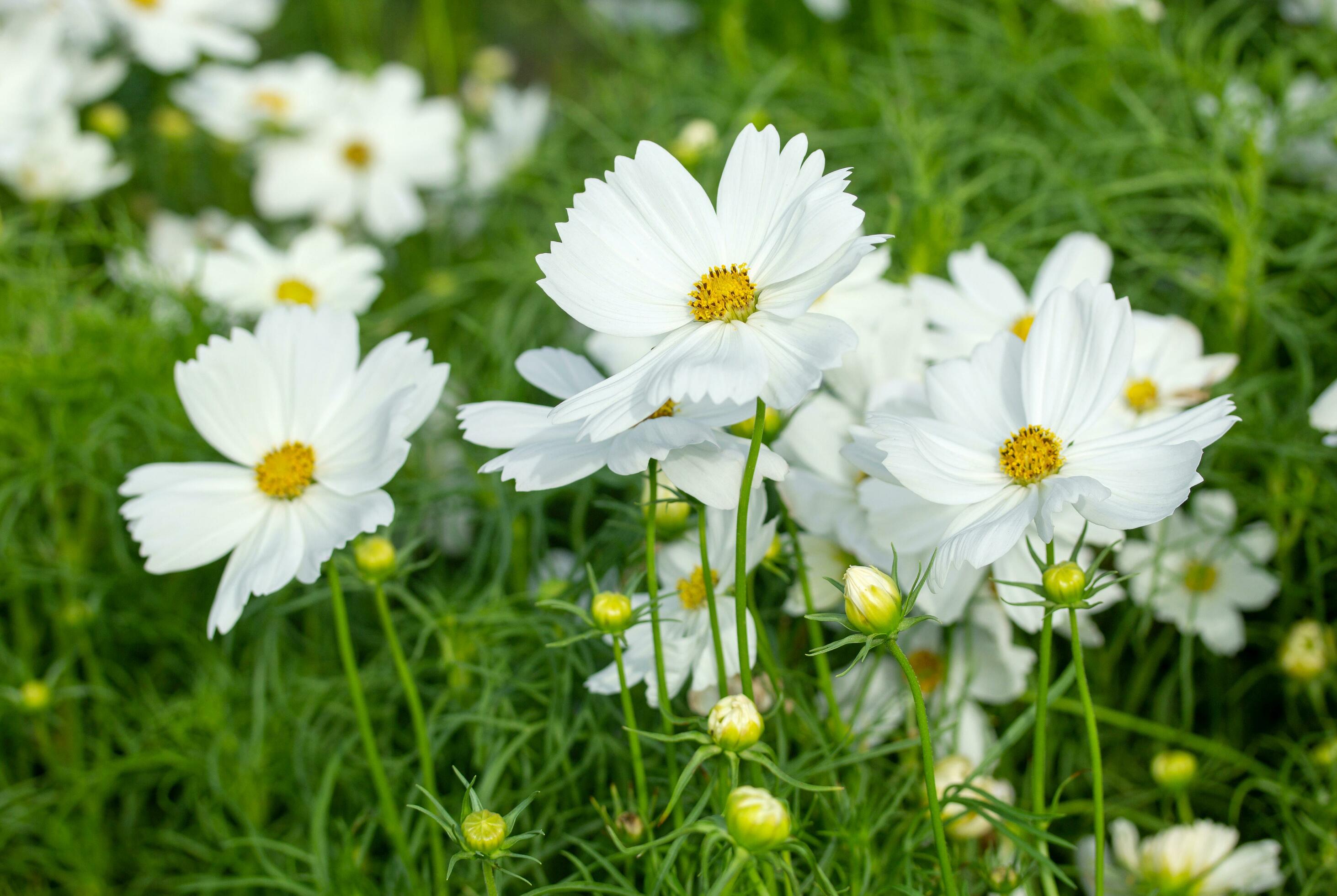 White cosmos flowers in the garden Stock Free