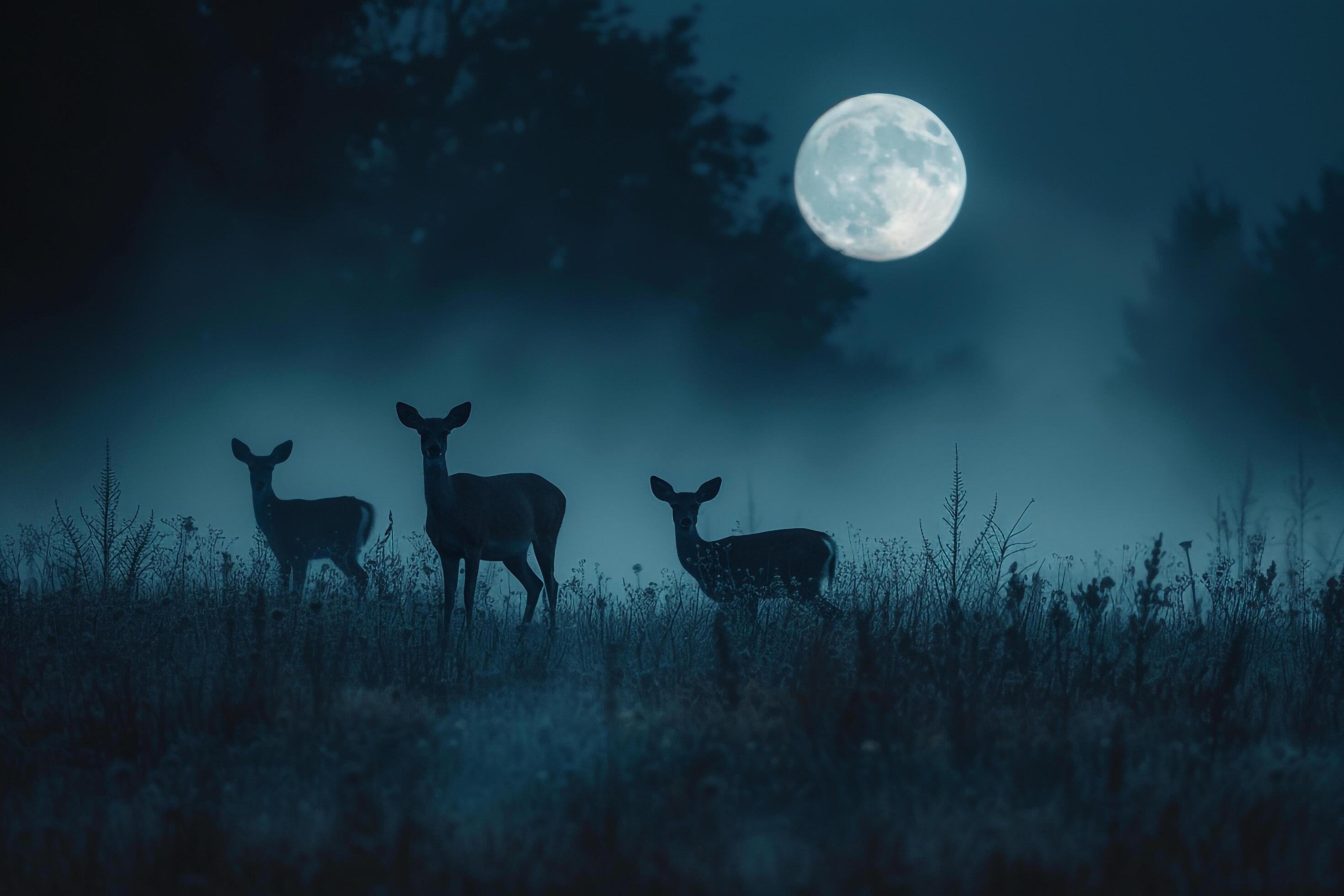 Moonlight Casting Silver Glow on Family of Deer Grazing in Meadow Background in Nature Stock Free