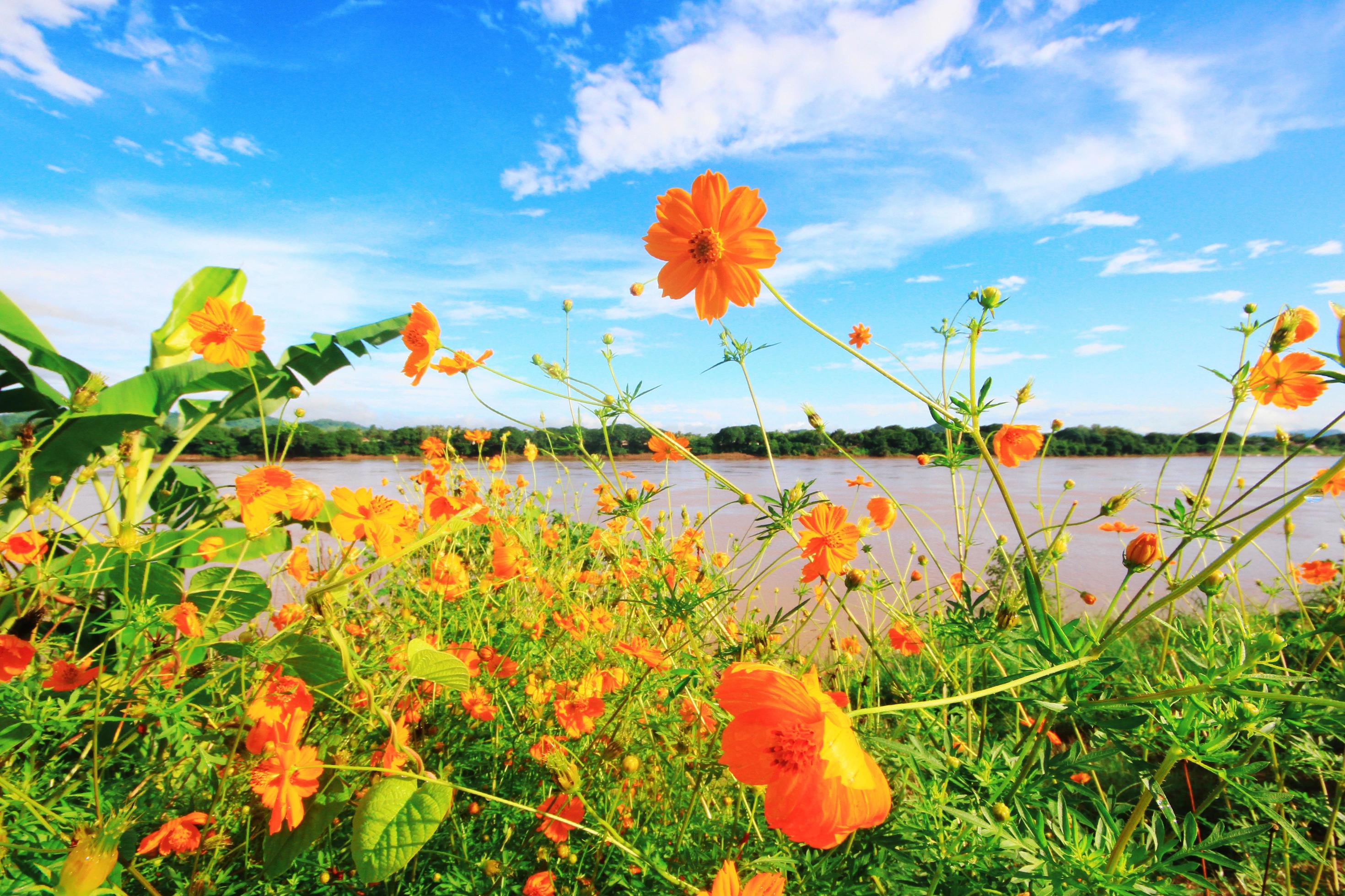 Beautiful Sulfur Cosmos or Yellow Cosmos flowers field with blue sky in sunlight near riverside. Stock Free