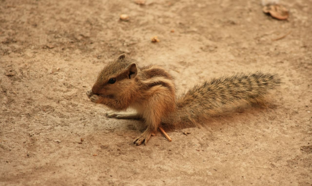 Squirrel Eating Stock Free