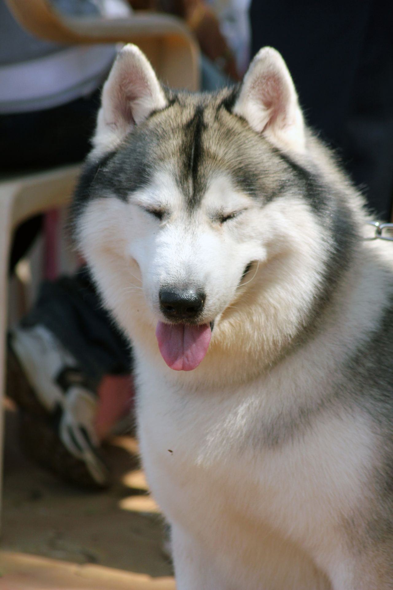 Siberian Husky Gray White Stock Free