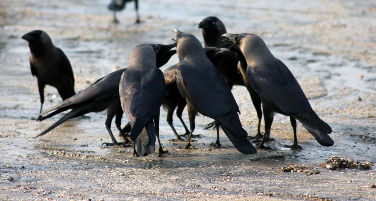 Group Of Crows Conversing Stock Free