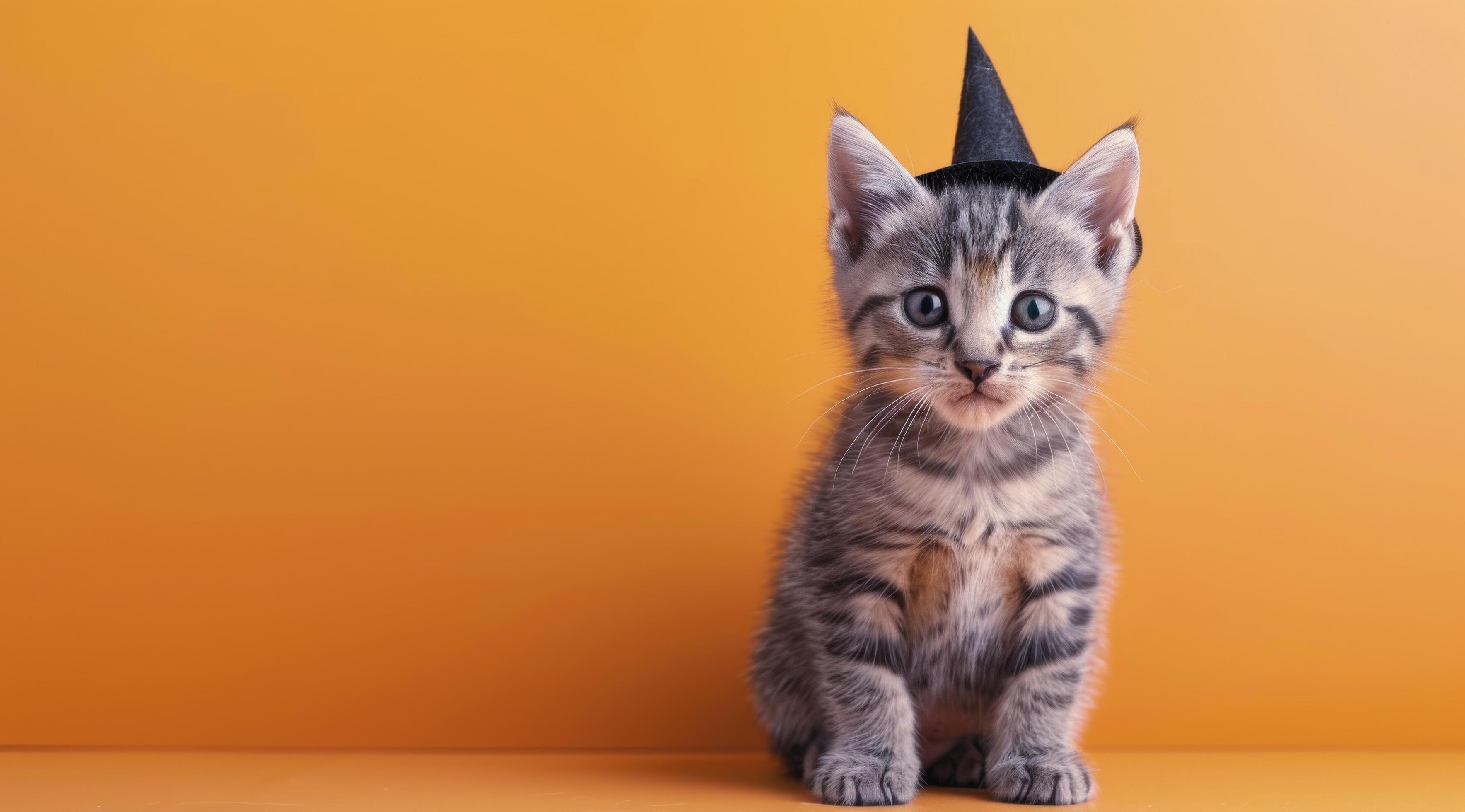 Playful Gray Tabby Kitten Sitting Against a Bright Yellow Background Stock Free