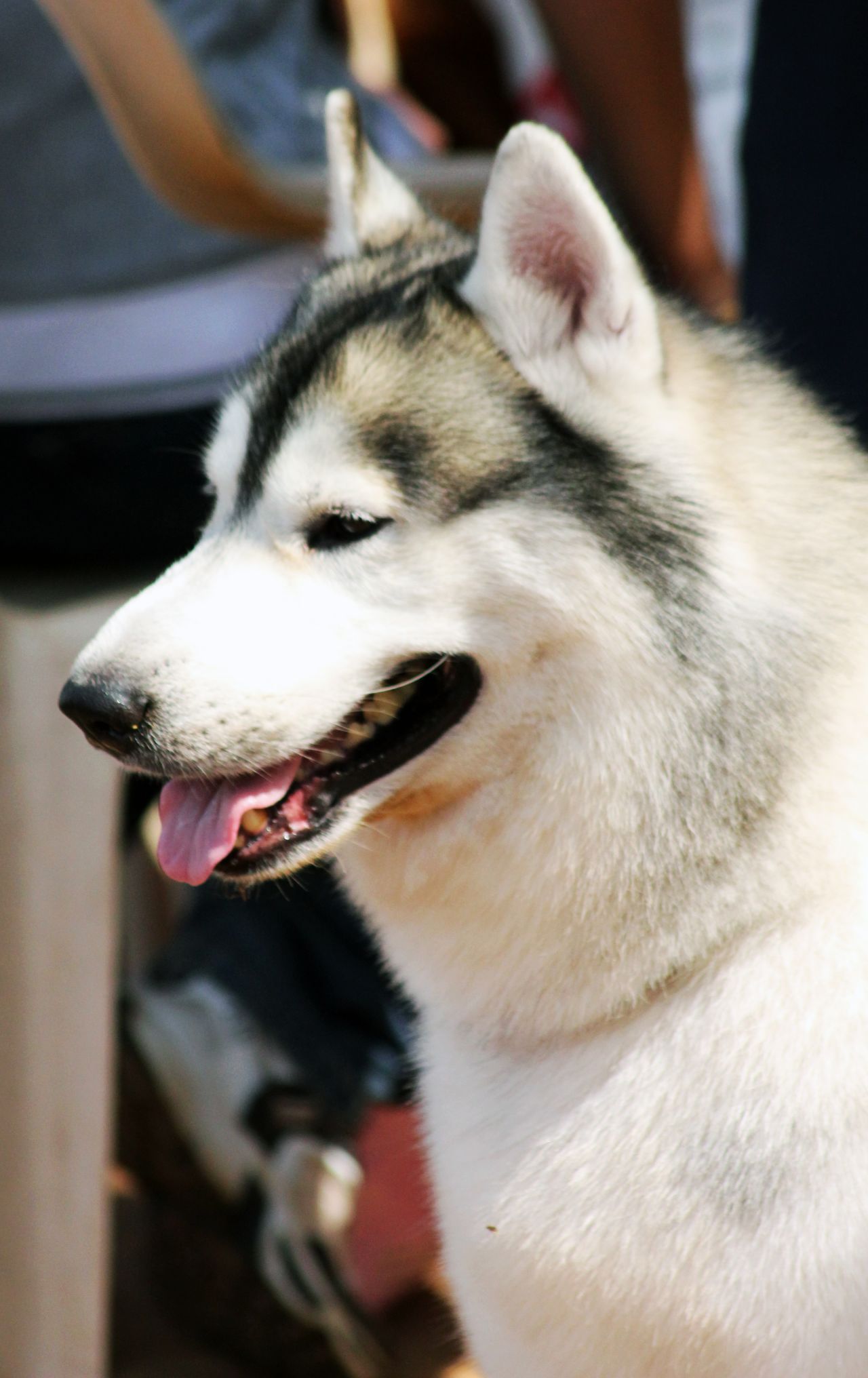 Siberian Husky Side Stock Free