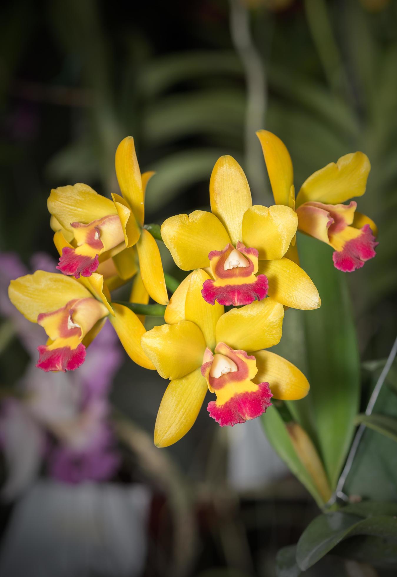 beautiful Yellow Aerides orchid flower Stock Free