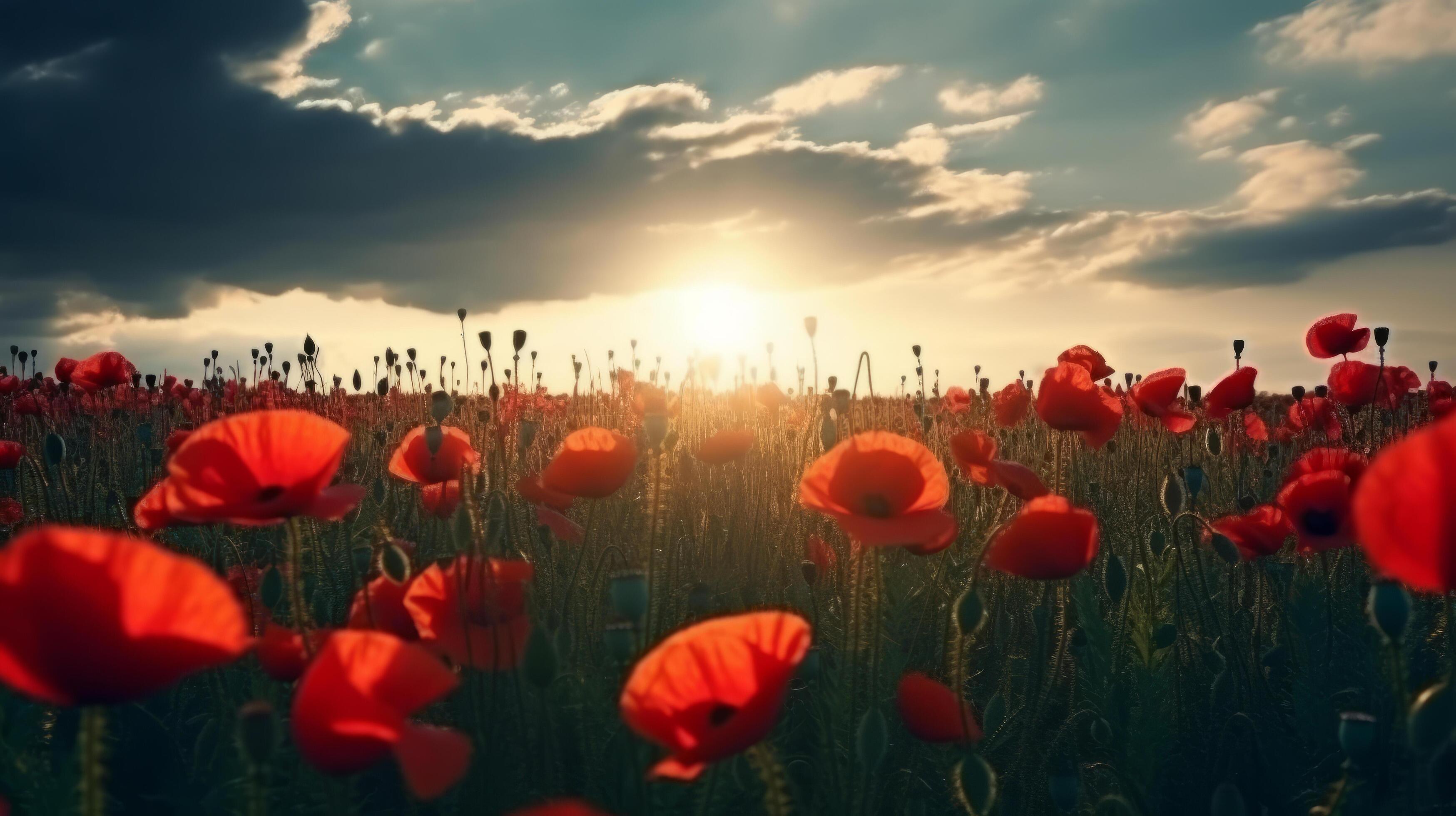 Poppy flower background for Anzac day. Illustration Stock Free