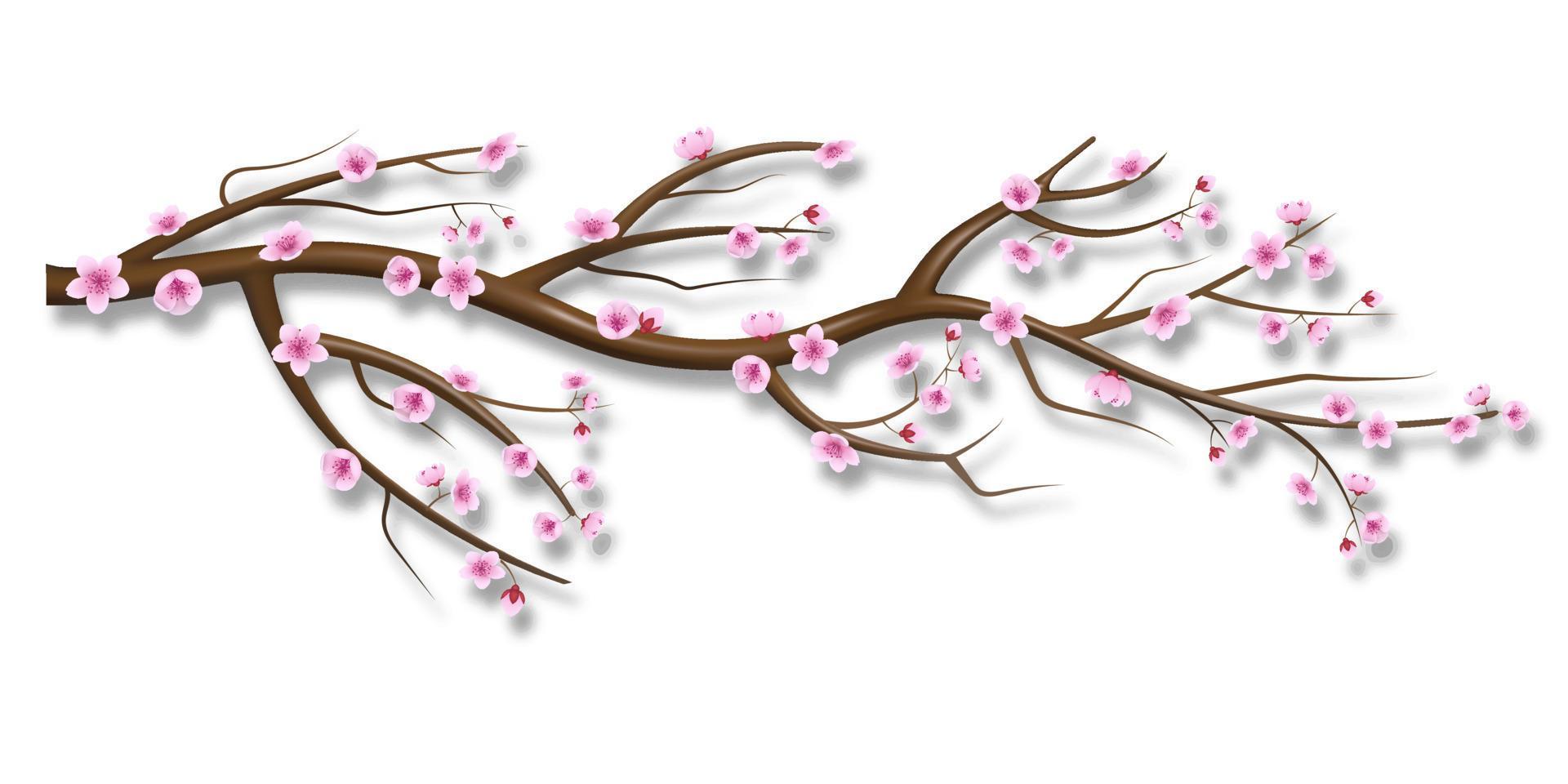 sakura flowers illustration. cherry blossom branch Stock Free