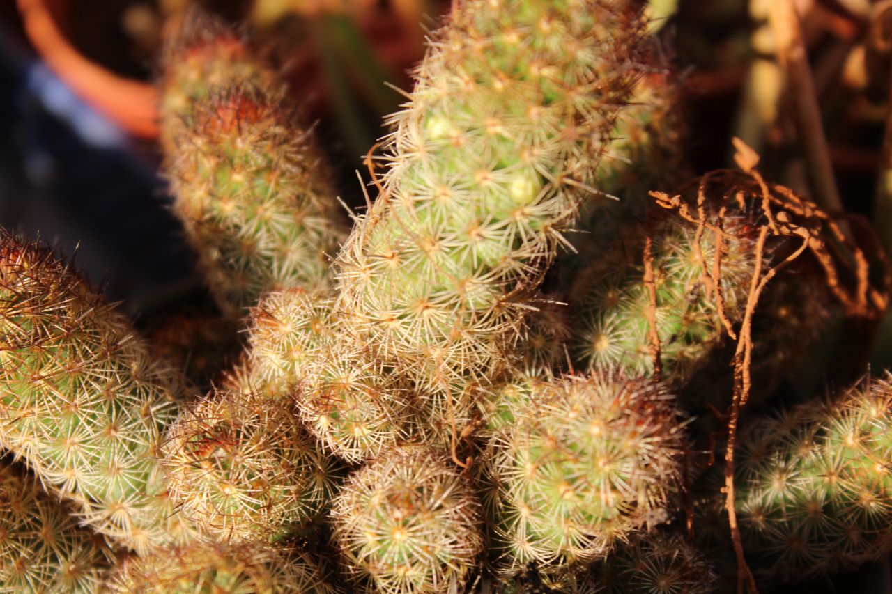 Cacti Plant Closeup Stock Free