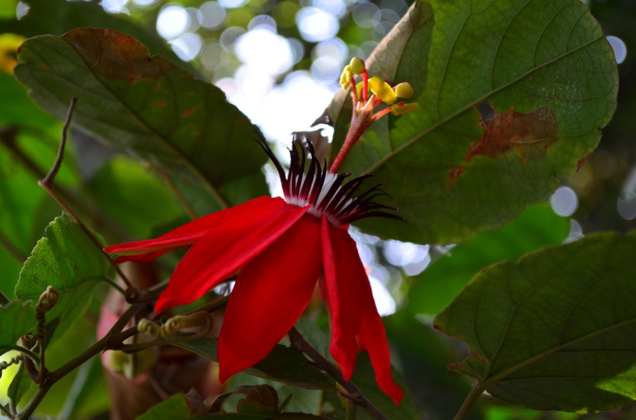 Bright Red Flower Stock Free